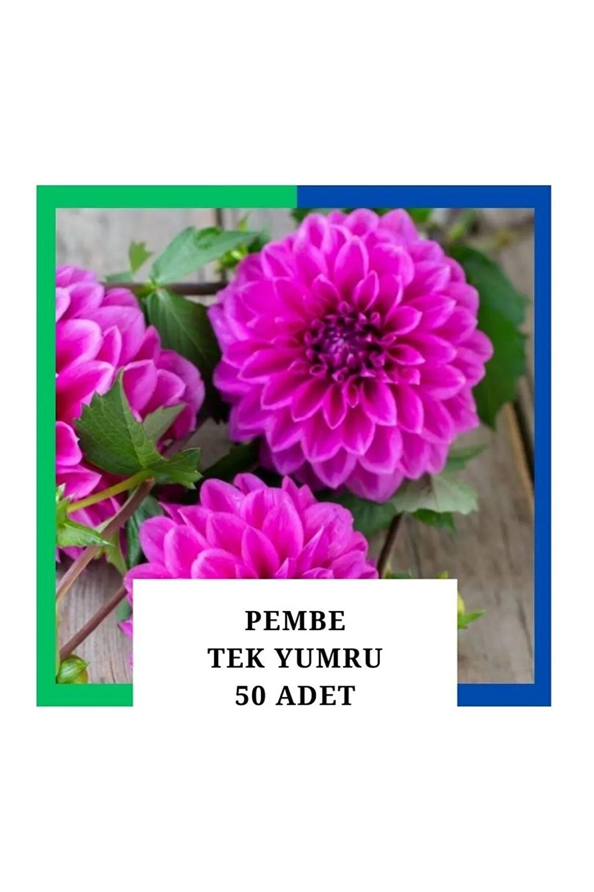 Yıldız Çiçeği (dahlia) Soğanı/yumrusu - Pembe 1 Yumru (50 Adet)