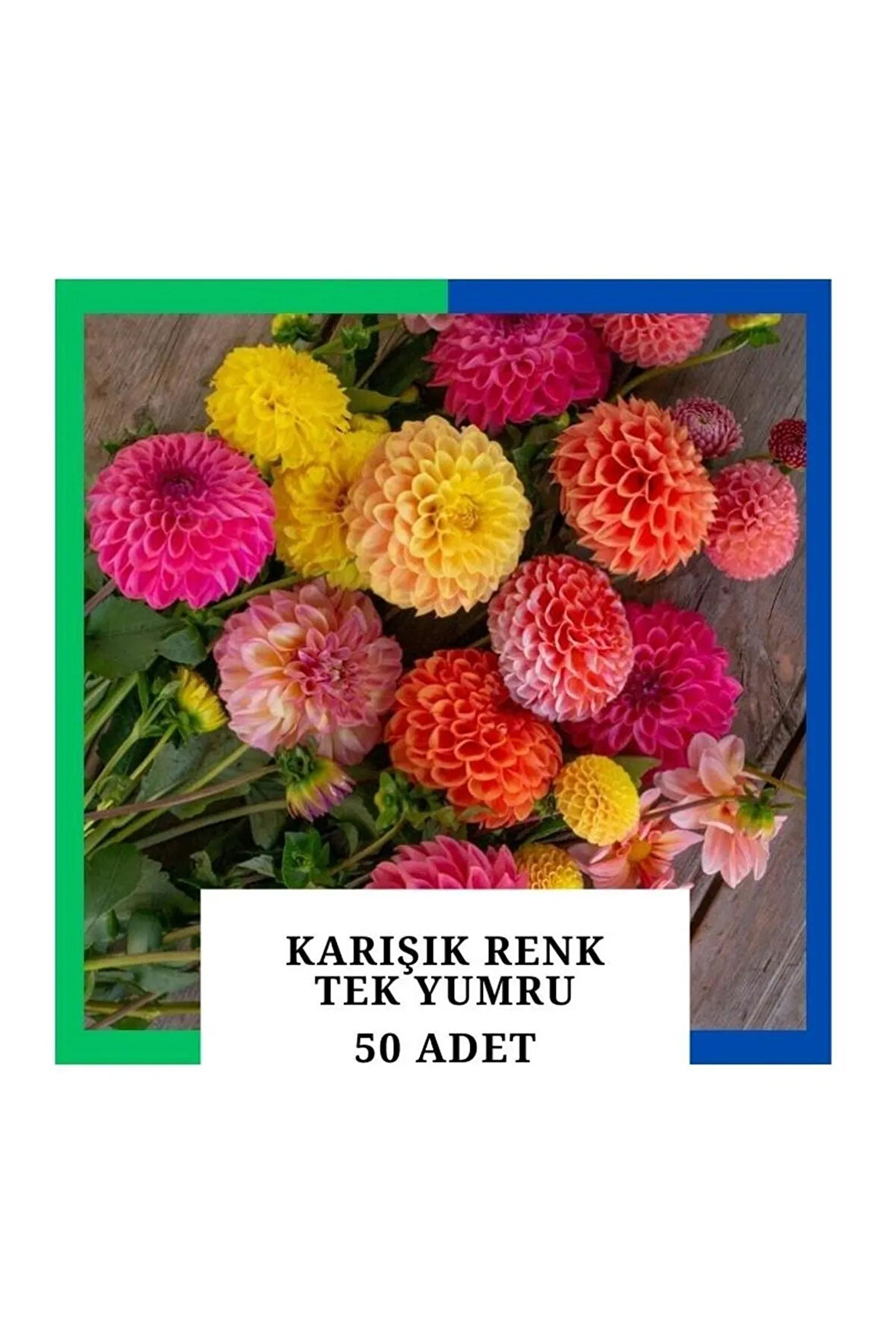 Yıldız Çiçeği (dahlia) Soğanı/yumrusu - Karışık 1 Yumru (50 Adet)