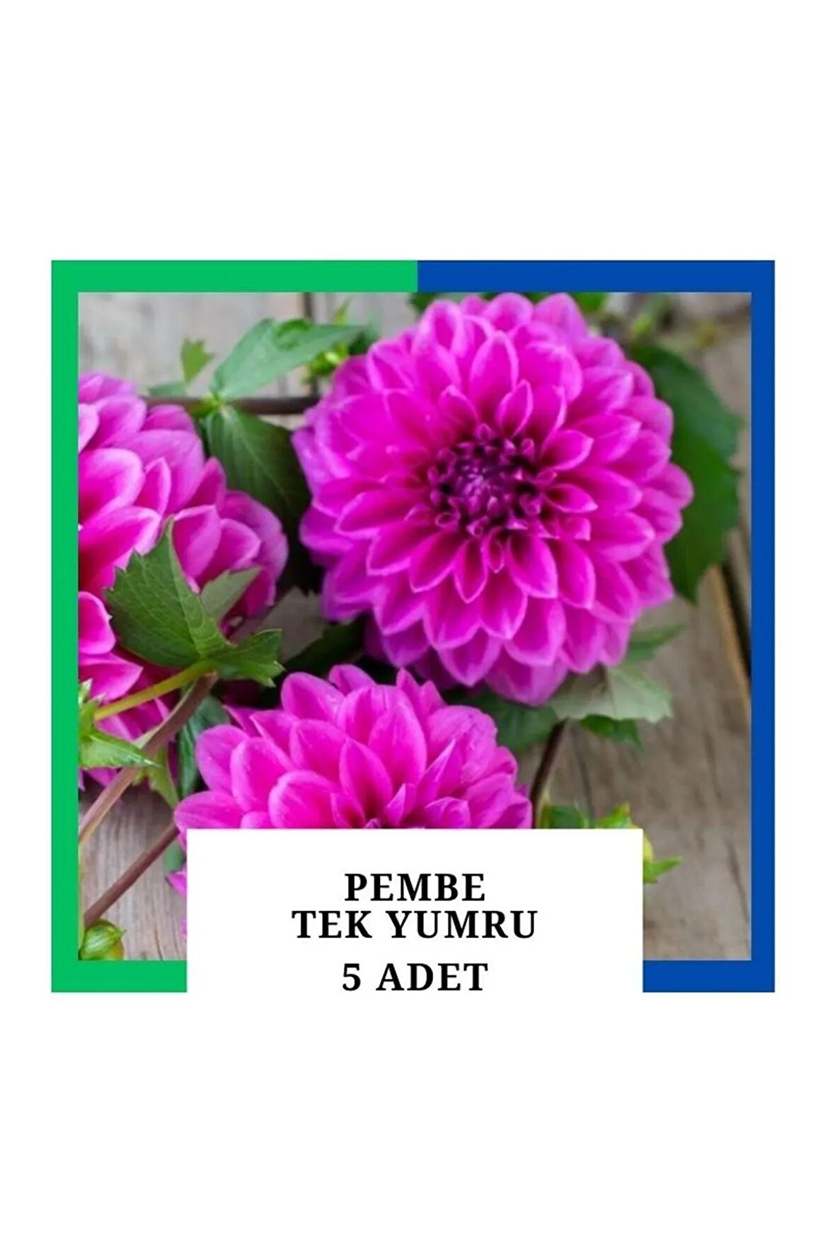 Yıldız Çiçeği (dahlia) Soğanı/yumrusu - Pembe 1 Yumru (5 Adet)