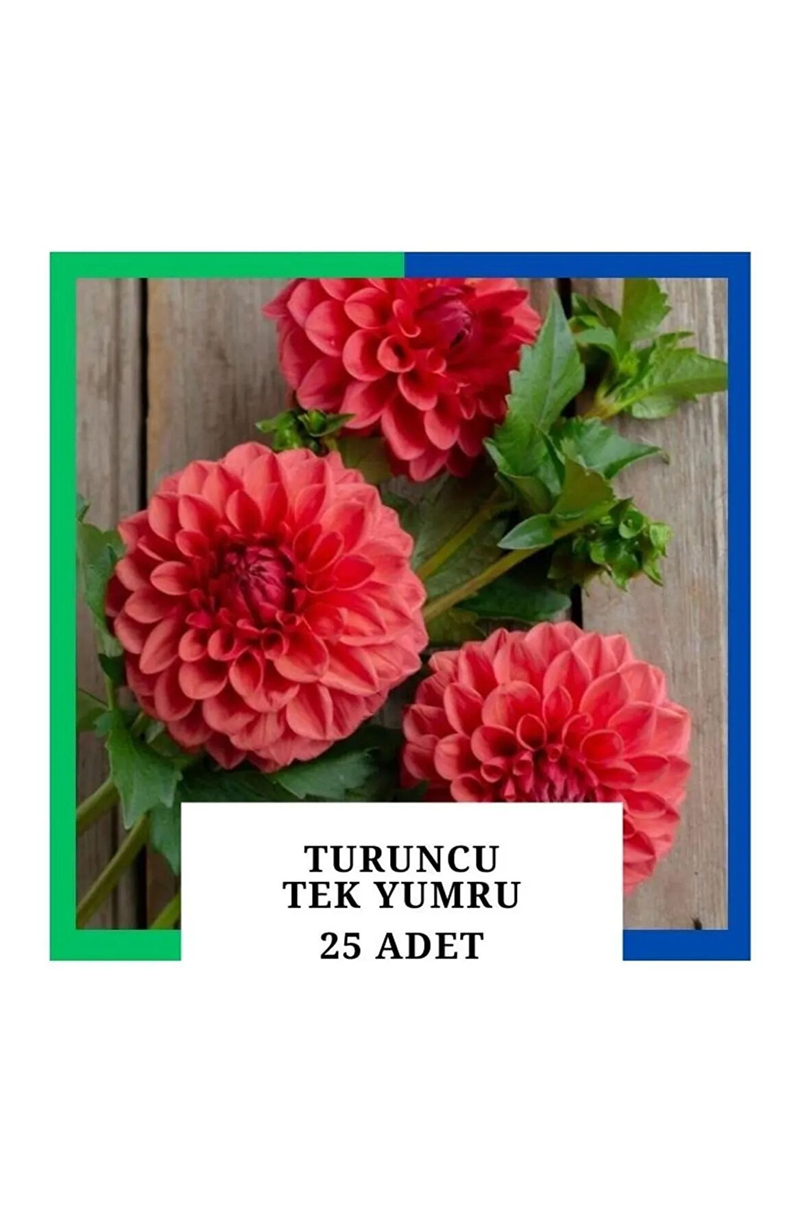 Yıldız Çiçeği (DAHLİA) Soğanı/yumrusu - Turuncu 25 Adet