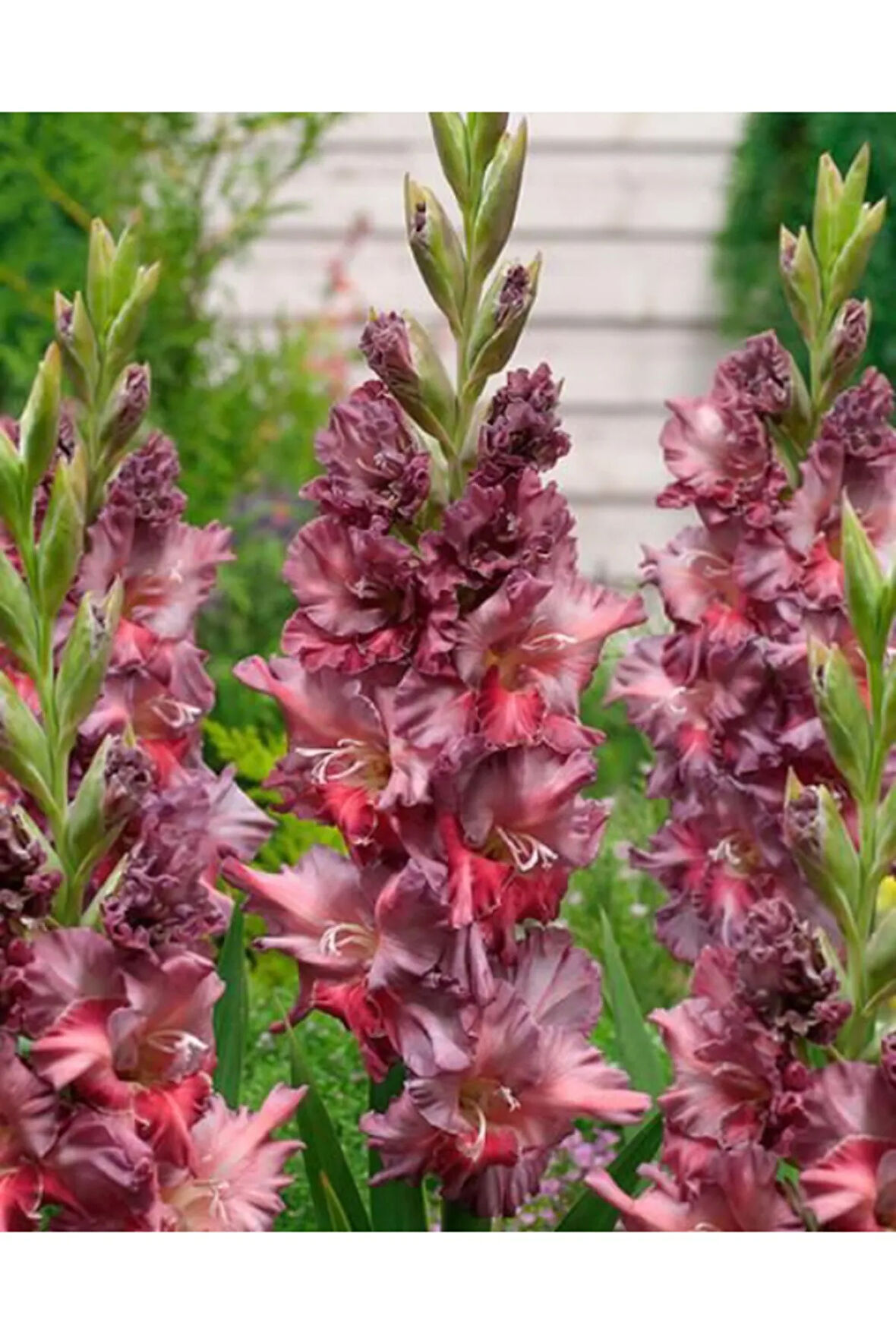 5 Adet Kırçıllı Renkli Glayör Çiçek Soğanı