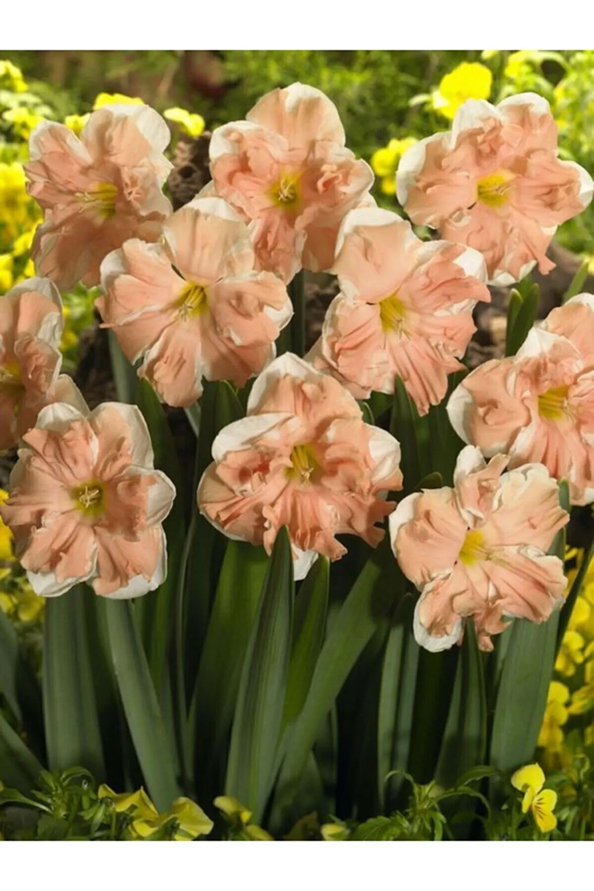 4 Adet Nergis Soğanı Beyaz-budra Fırfırlı