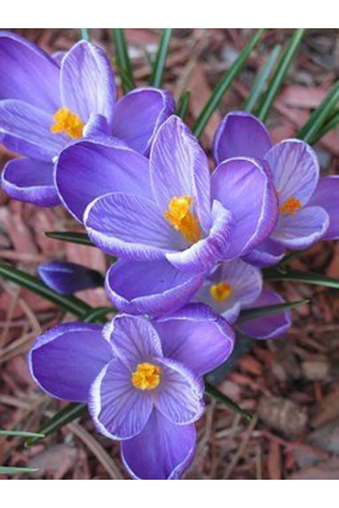 4 Adet Lila Çiğdem Çiçek Soğanı