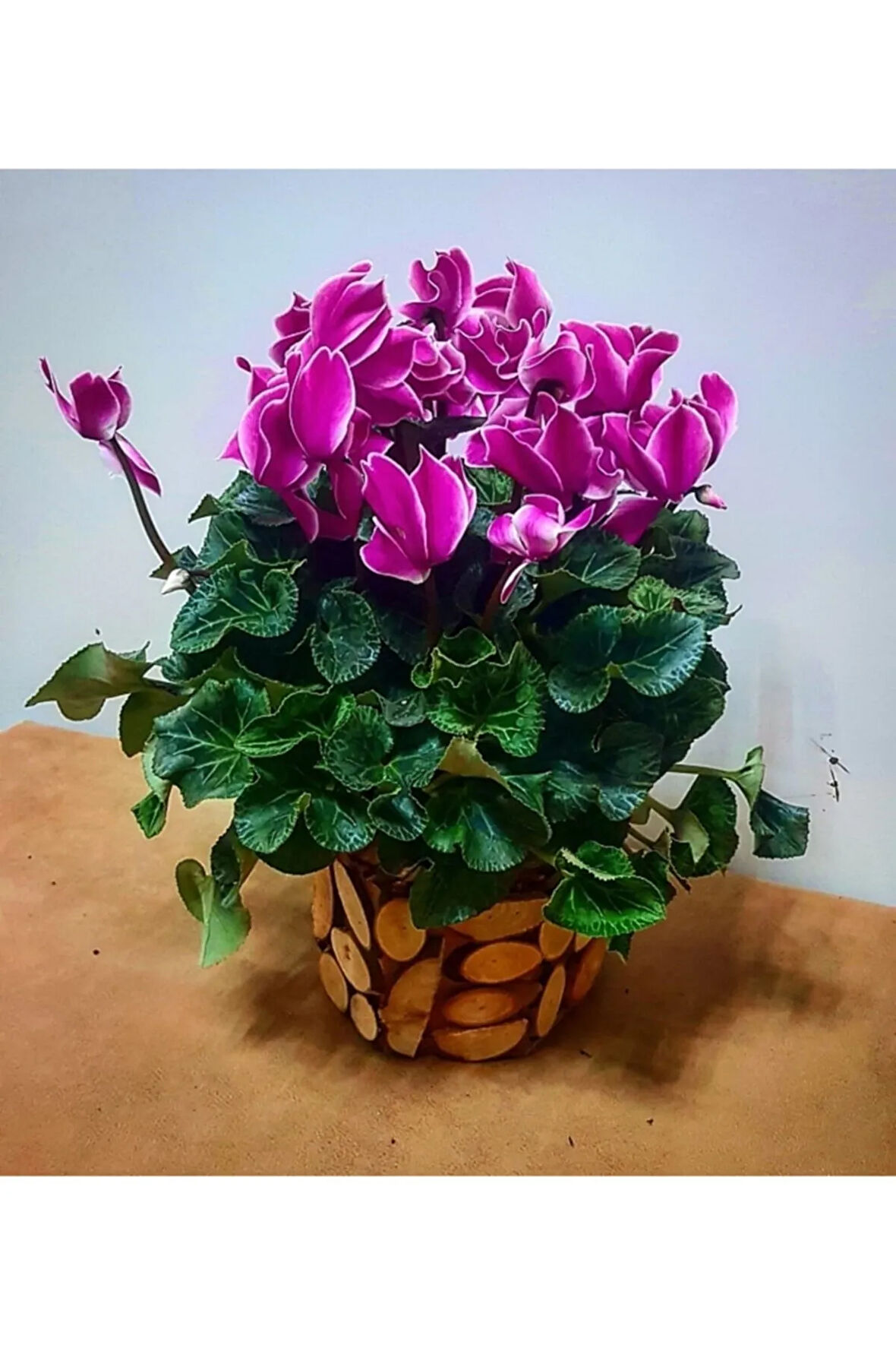 2 Adet Mor Sıklamen Çiçek Soğanı