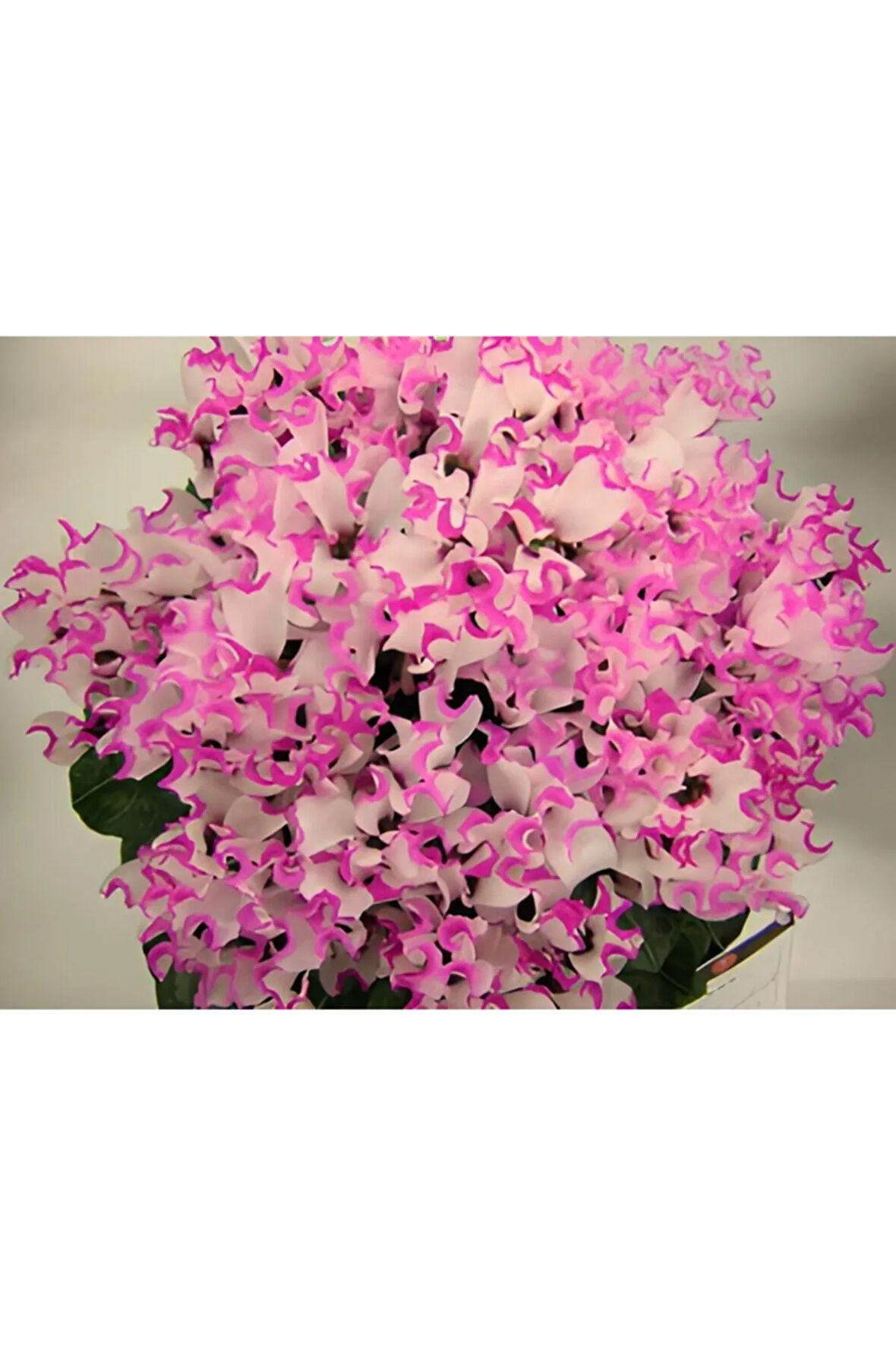 2 Adet Ithal Özel Fırfırlı Katmerli Ebruli Pembe Sıklamen Çiçek Soğanı