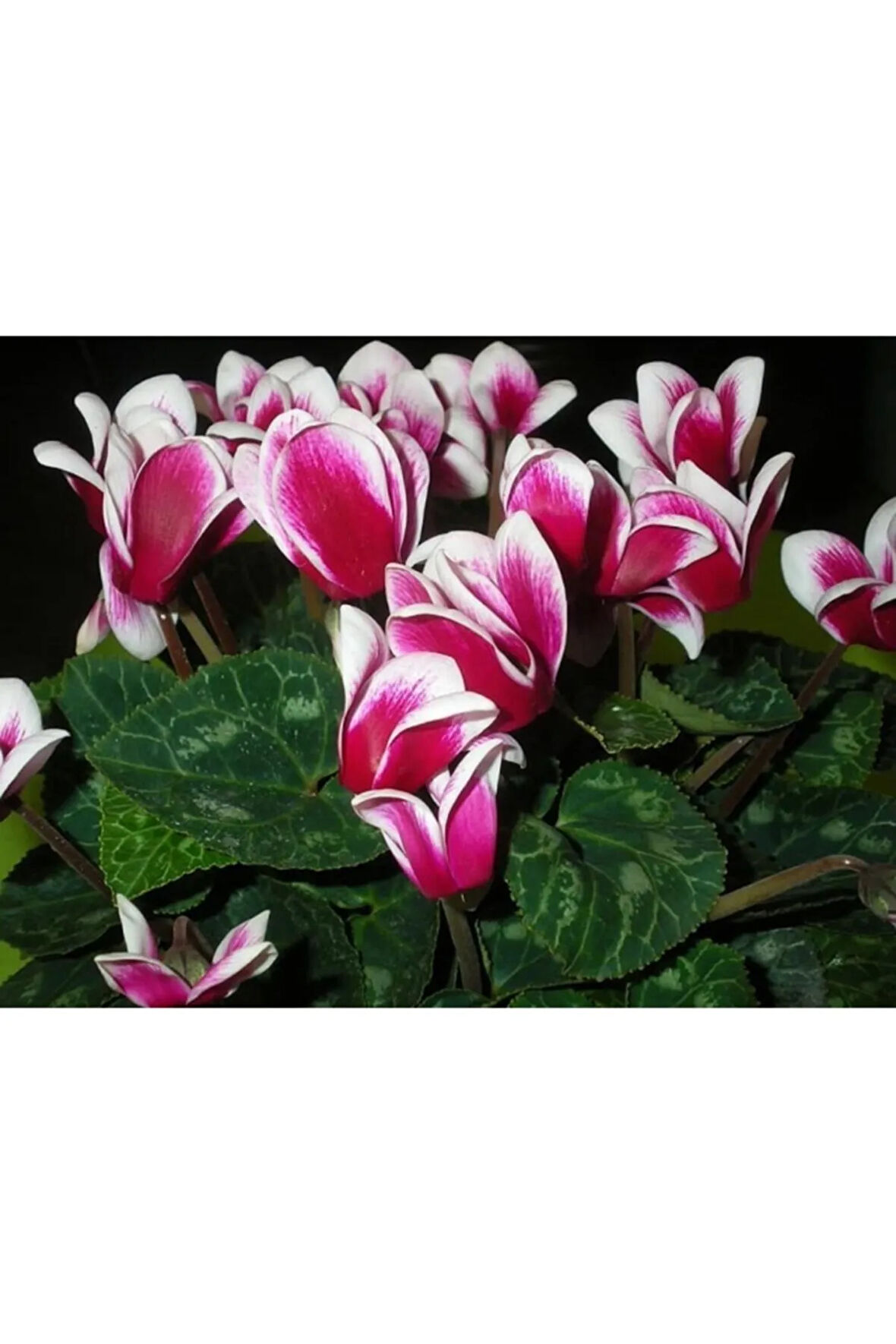 2 Adet Ebruli Koyu Pembe Sıklamen Çiçek Soğanı (cyclamen)