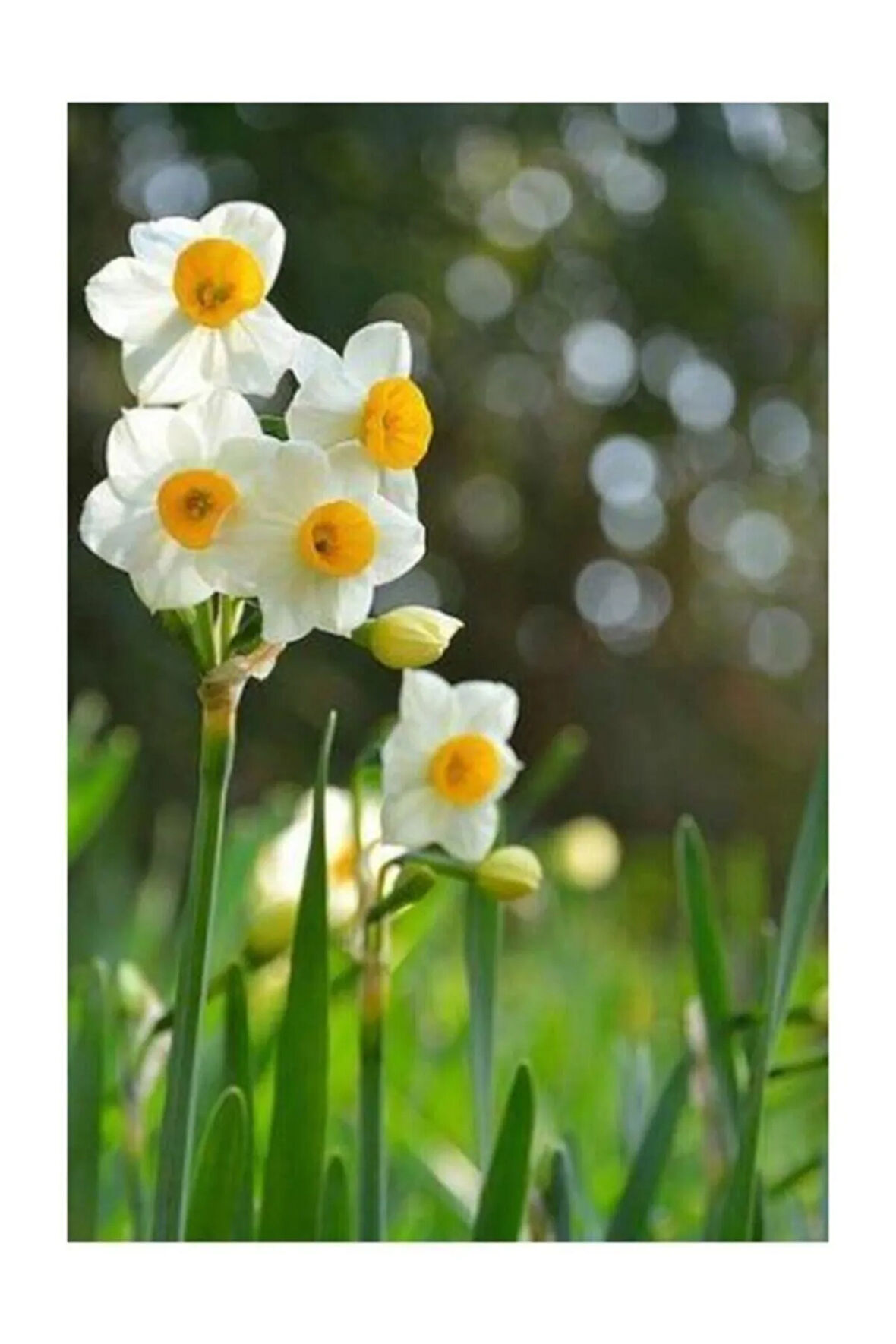 Nergiz Soğanı 5 Adet Tohum Nergis Çiçeği Soğanı Çiçek Soğanı