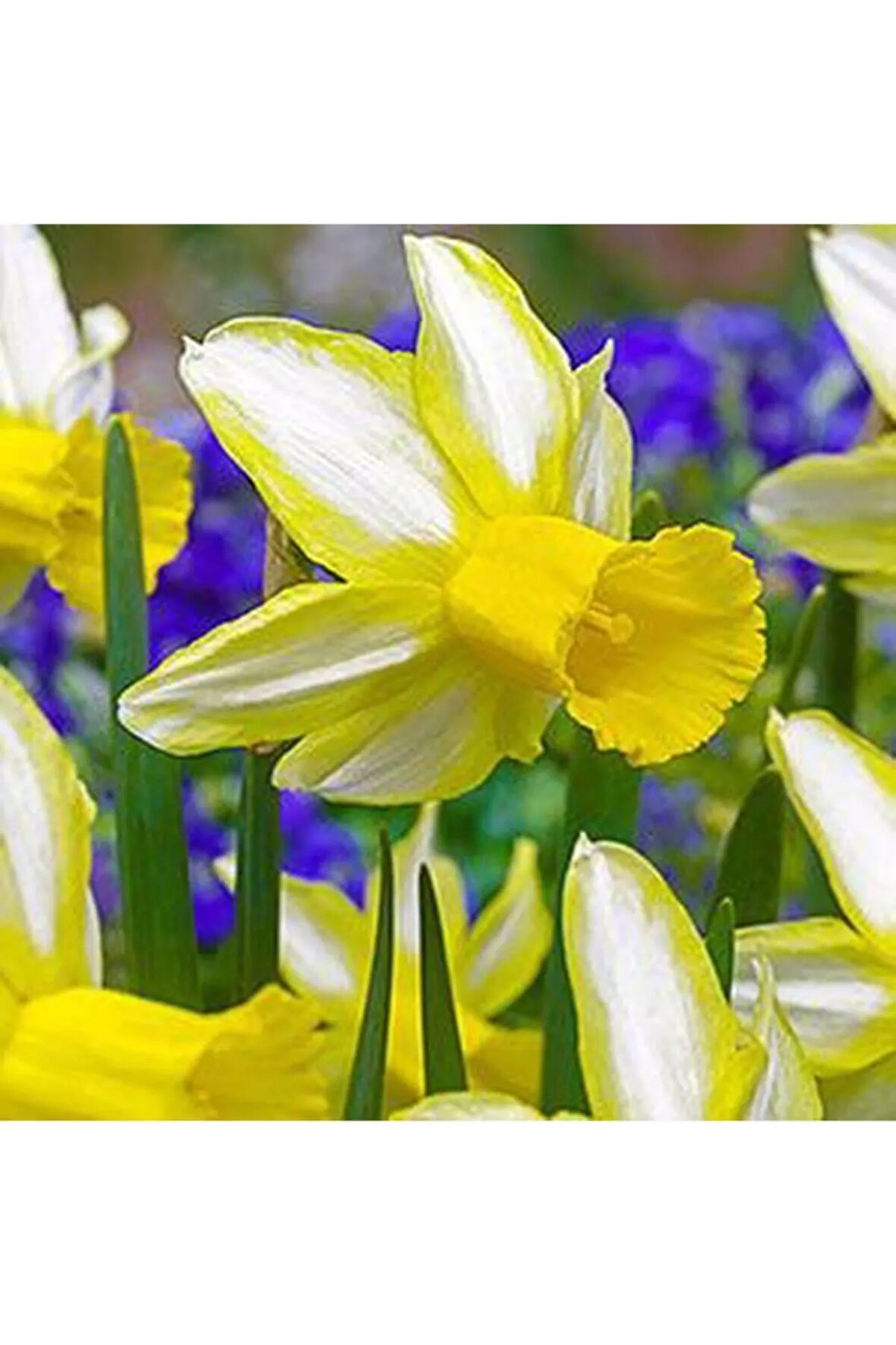 5 Adet Sarı Beyaz Şeritli Kokulu Nergis Soğanı