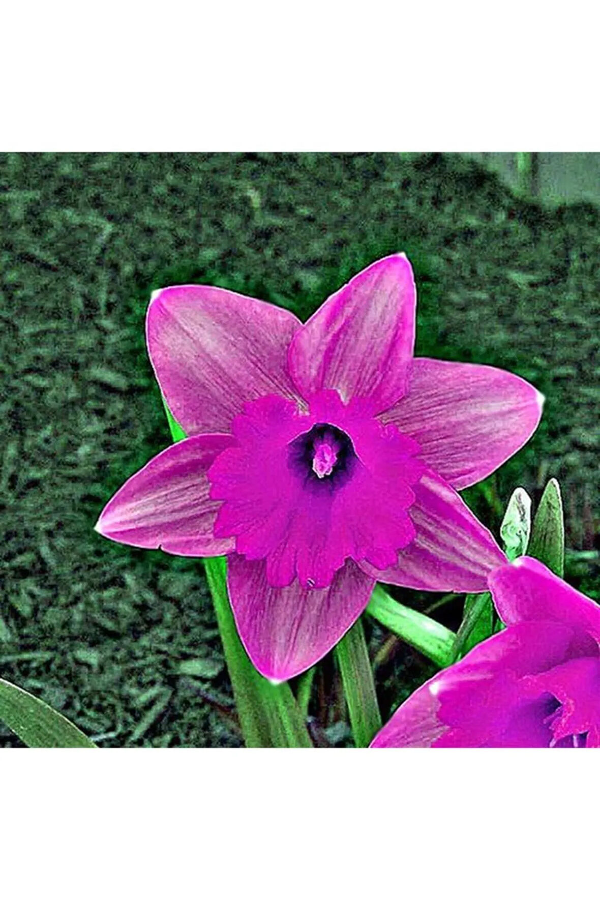 5 Adet Kokulu Pembe Nergis Soğanı