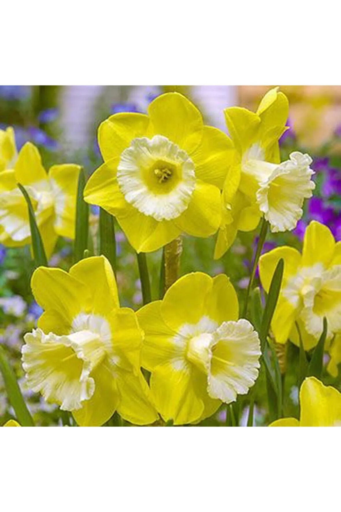 5 Adet Kokulu Katmanlı Limon Sarısı Nergis Soğanı