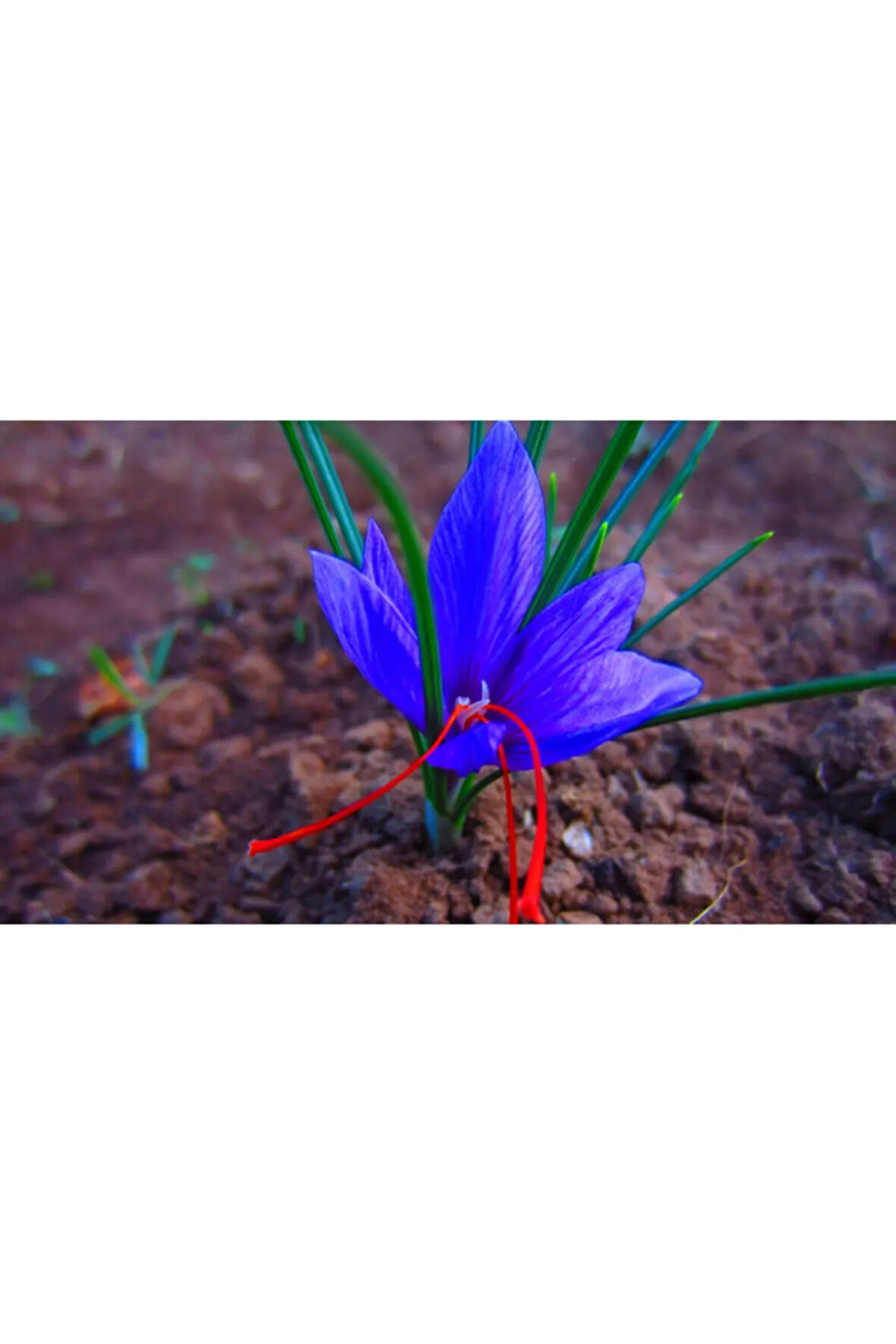 Mavi Safran Çiçegi Soganı ( 5adet )