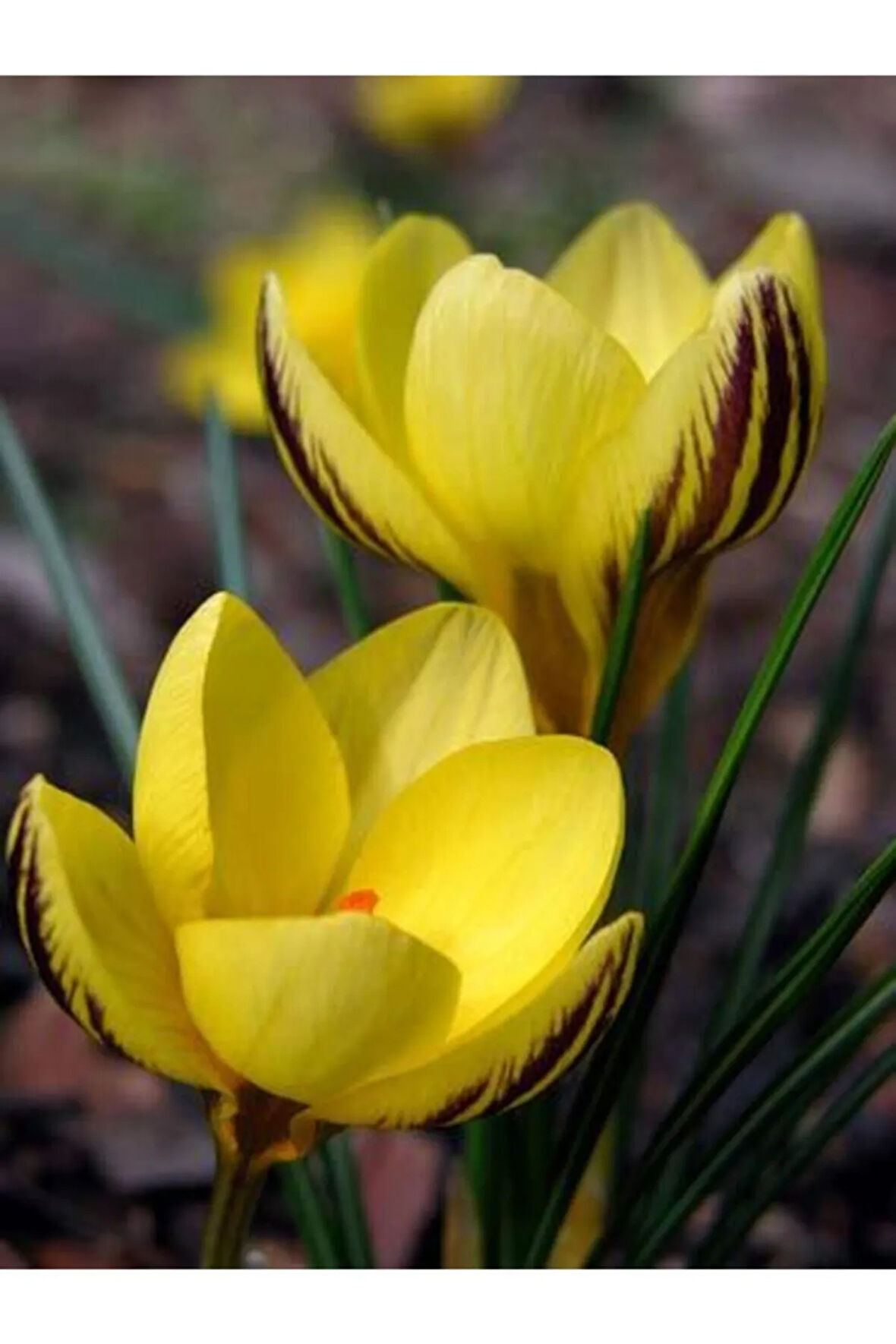 Sarı Safran Çiçeği Soğanı 5 Adet