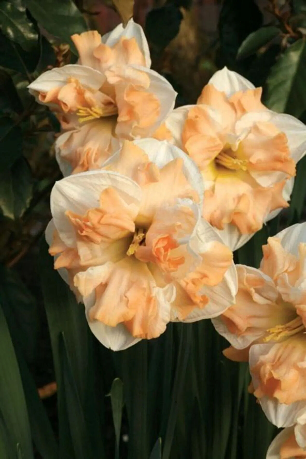 3 Adet Pembe Göbek Kokulu Nergis Çiçek Soğanı