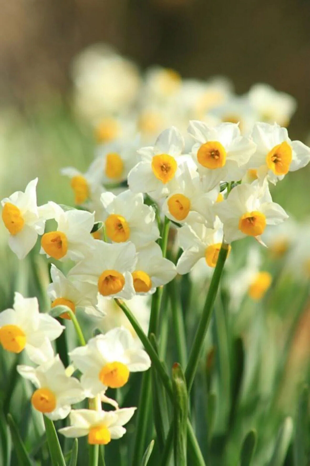 3 Adet Karışık Renkli Kokulu Nergis Çiçeği Soğanı, Iri Soğan