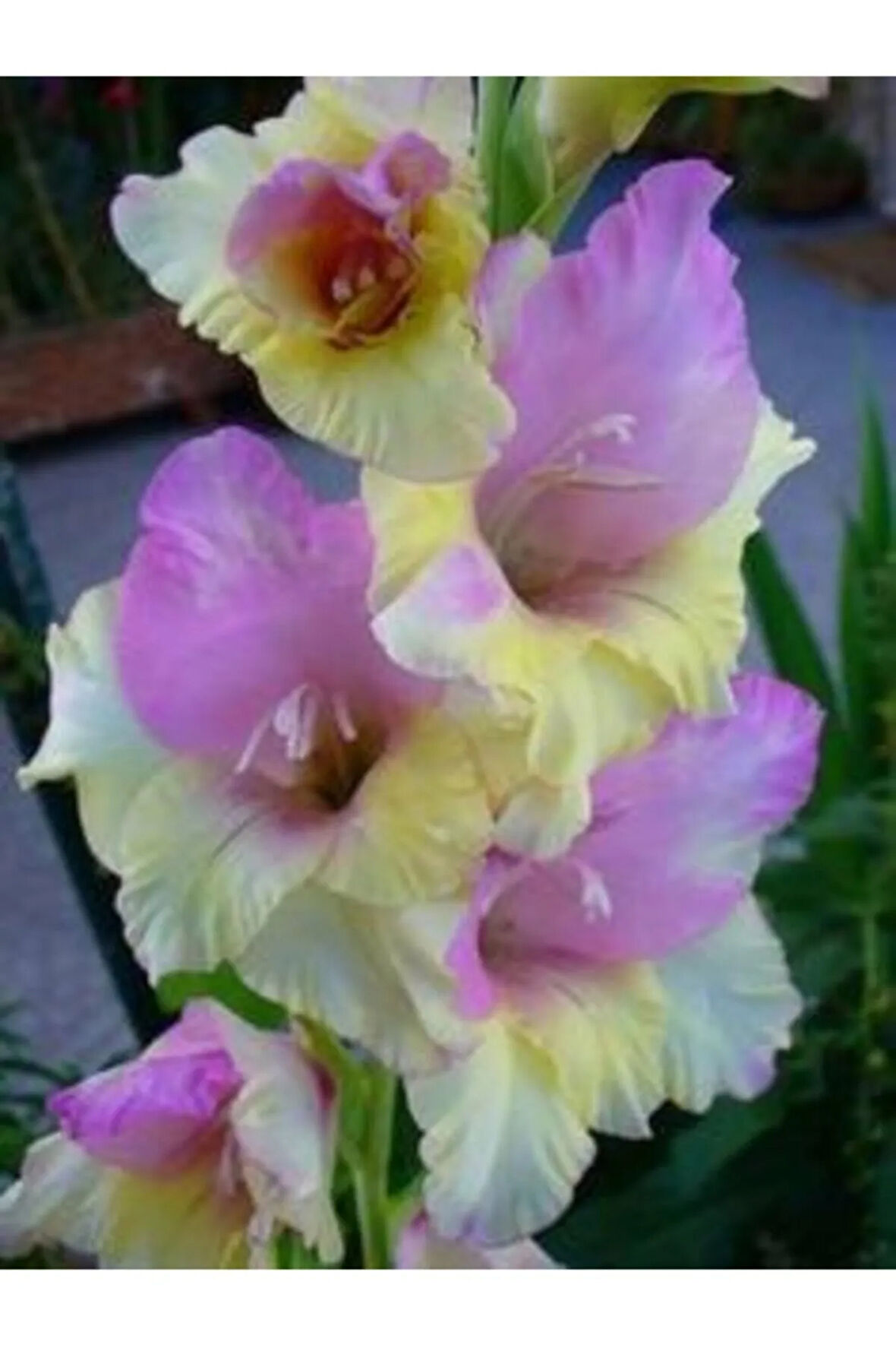 5 Adet Lila-sarı Renkli Glayör Çiçeği Soğanı