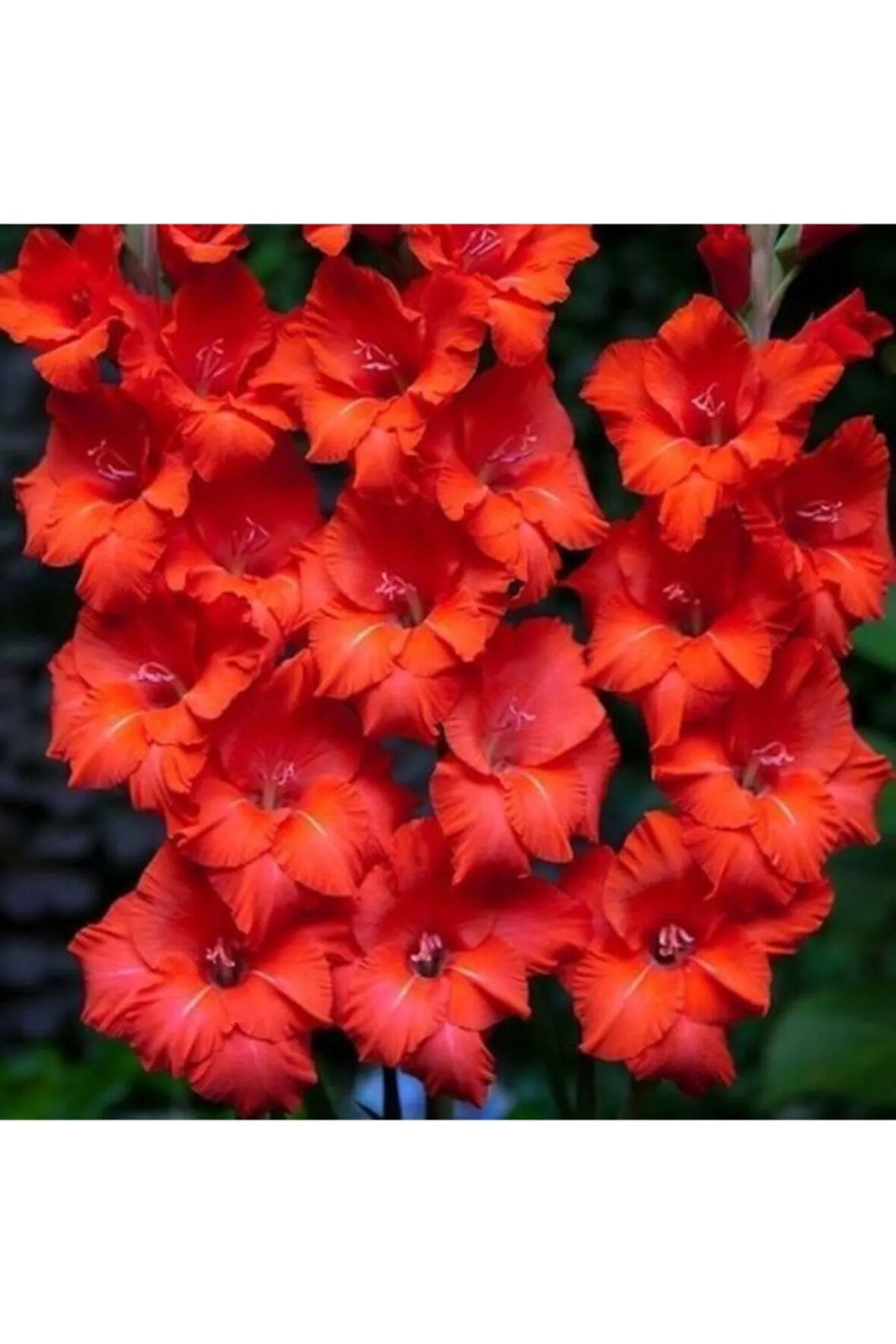 Kırmızı Glayör Soğanı 5 Adet