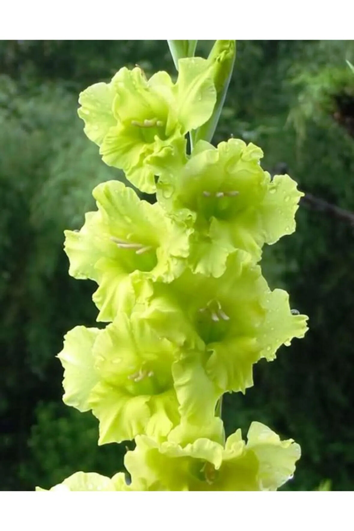 5 Adet Yeşil Glayör Soganı