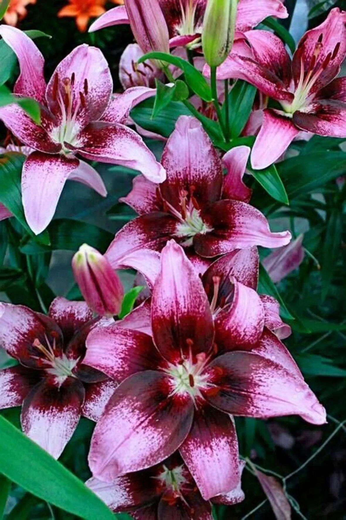 Fuşya Renk Kokulu Lilyum (zambak) Çiçek Soğanı 2 Adet