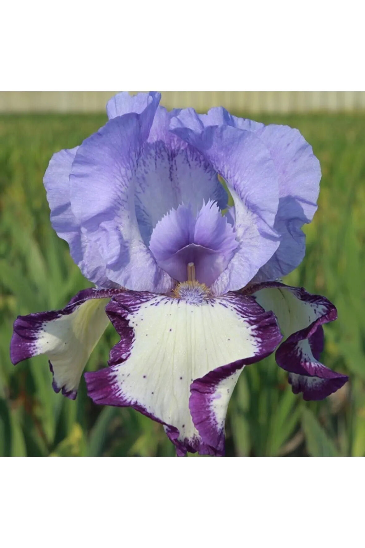 2 Adet Özel Renkli Iris (SÜSEN) Çiçeği Soğanı