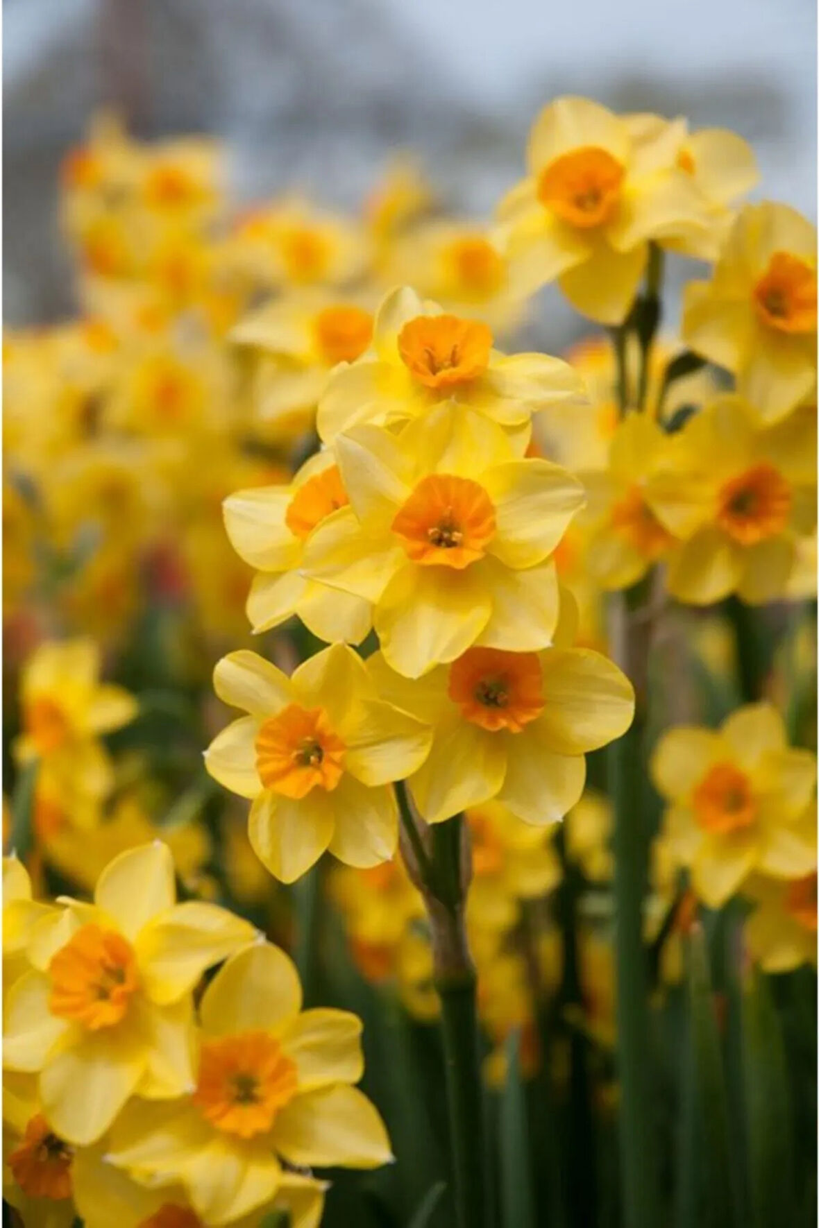 6 Adet Sarı Renkli Nergis Çiçeği Soğanı