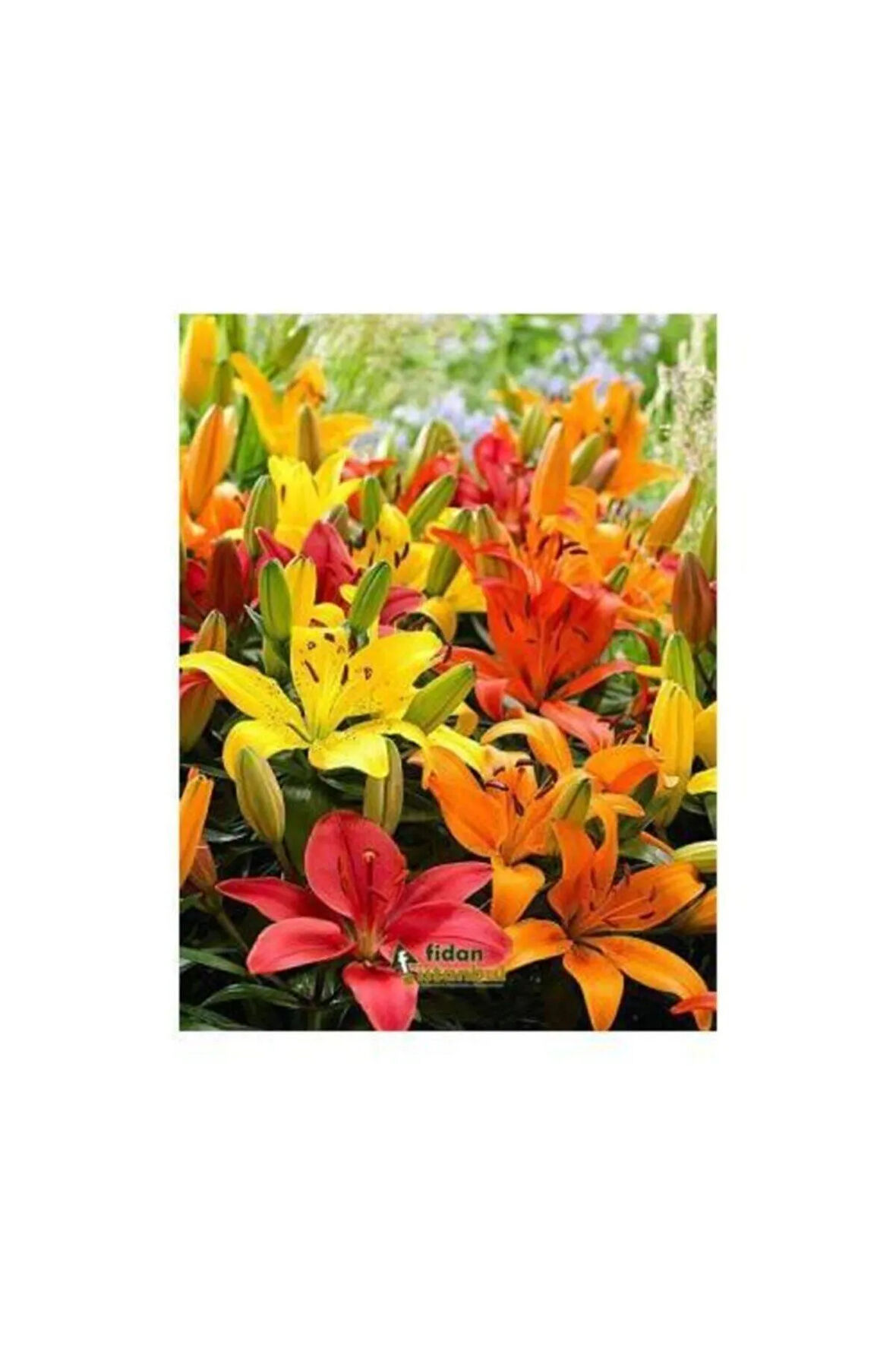 Karışık Renkli Kokulu Zambak Soğanı 15 Adet