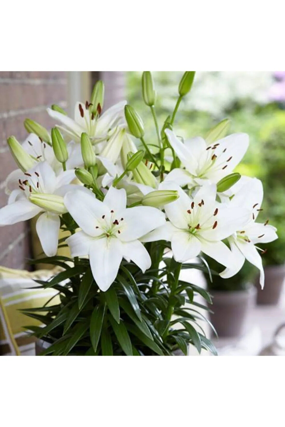 Beyaz Zambak Soğanı 10 Adet