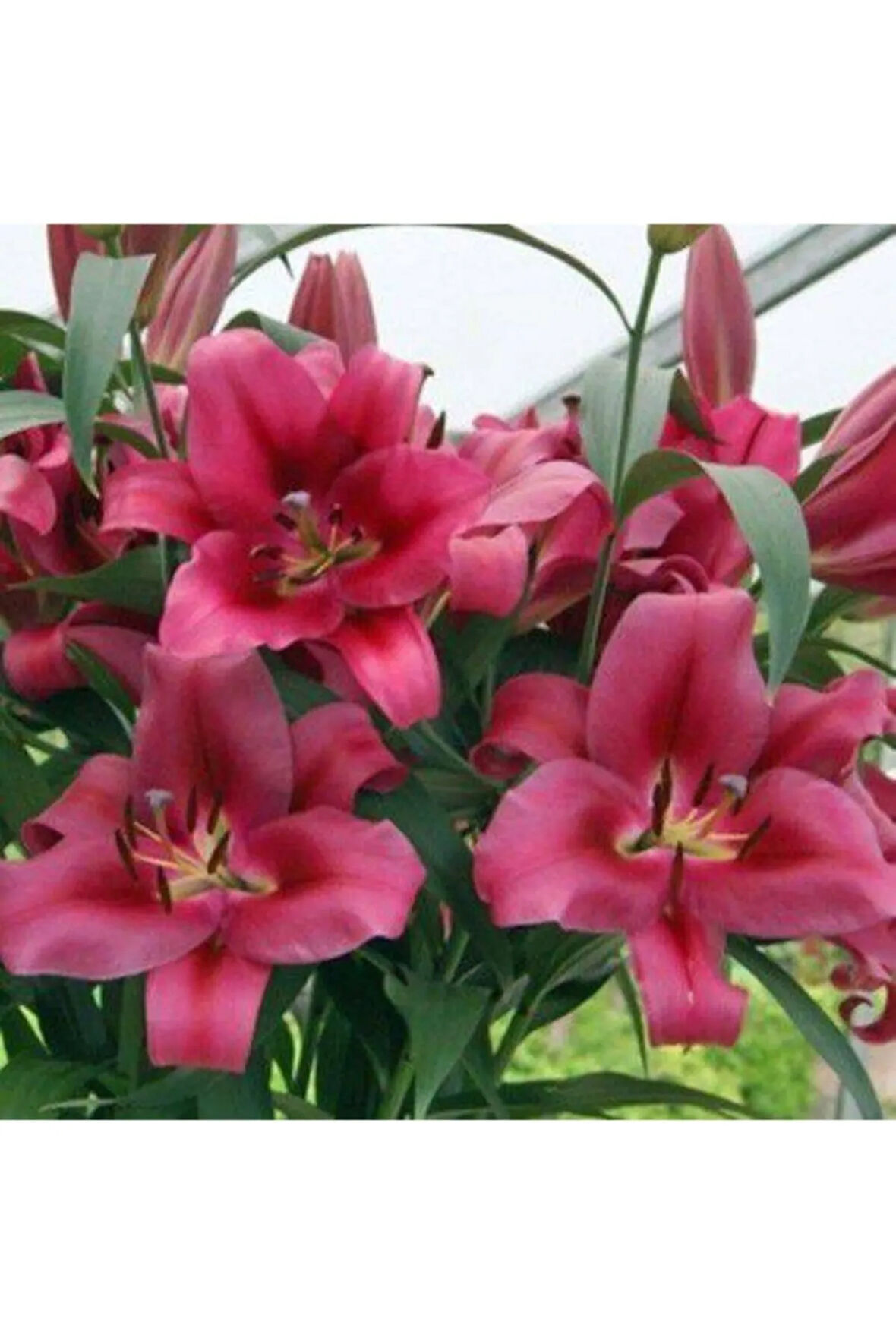 Pembe Zambak Soğanı 10 Adet