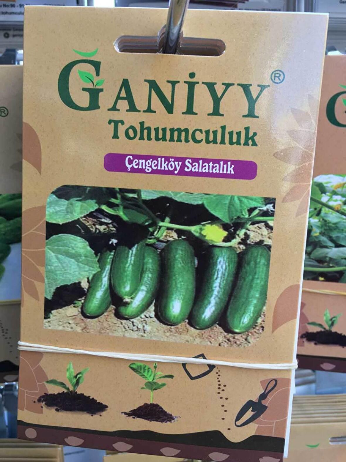 Ganiyy Çengel Köy Salatalık Tohumu Kaliteli Güvenilir