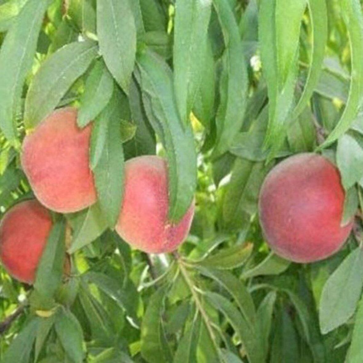 Tüplü Yarı Bodur Transvalia Şeftali Fidanı