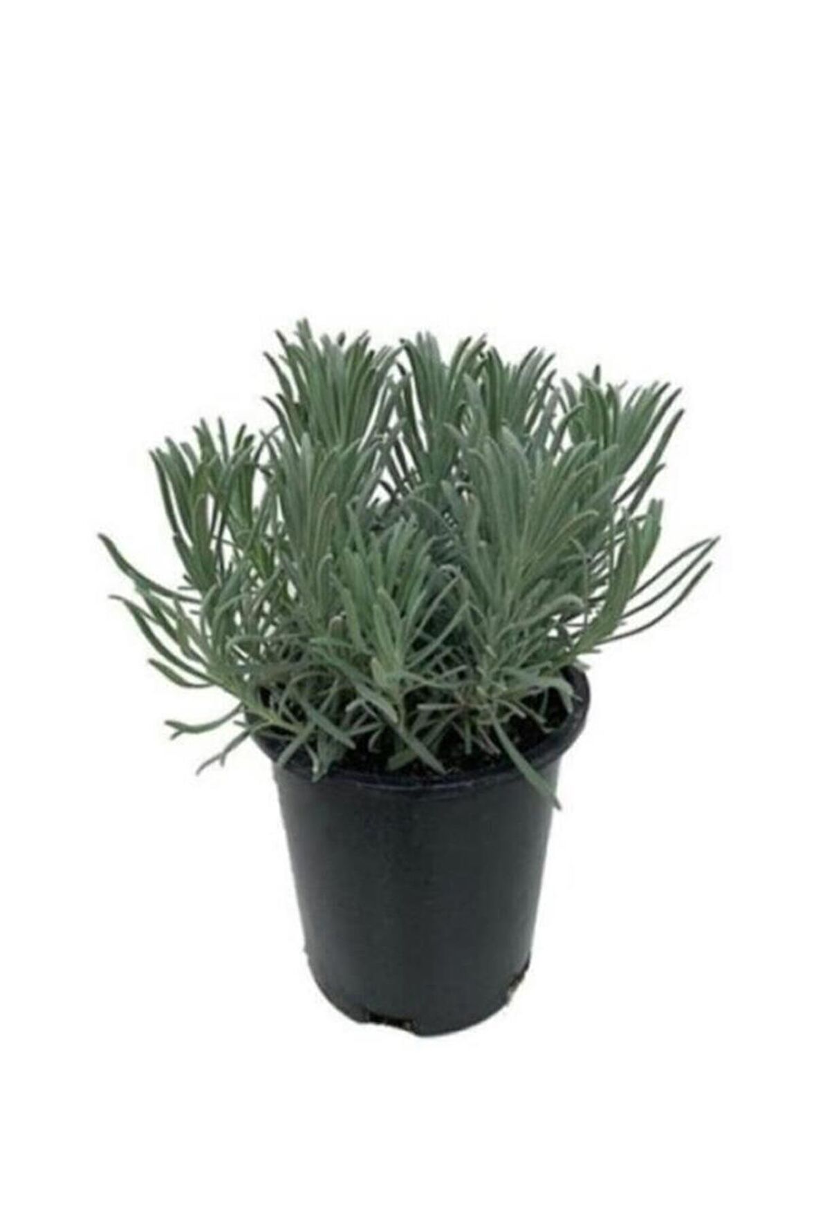 Lavanta Fidanı 1 Adet 10-20 cm