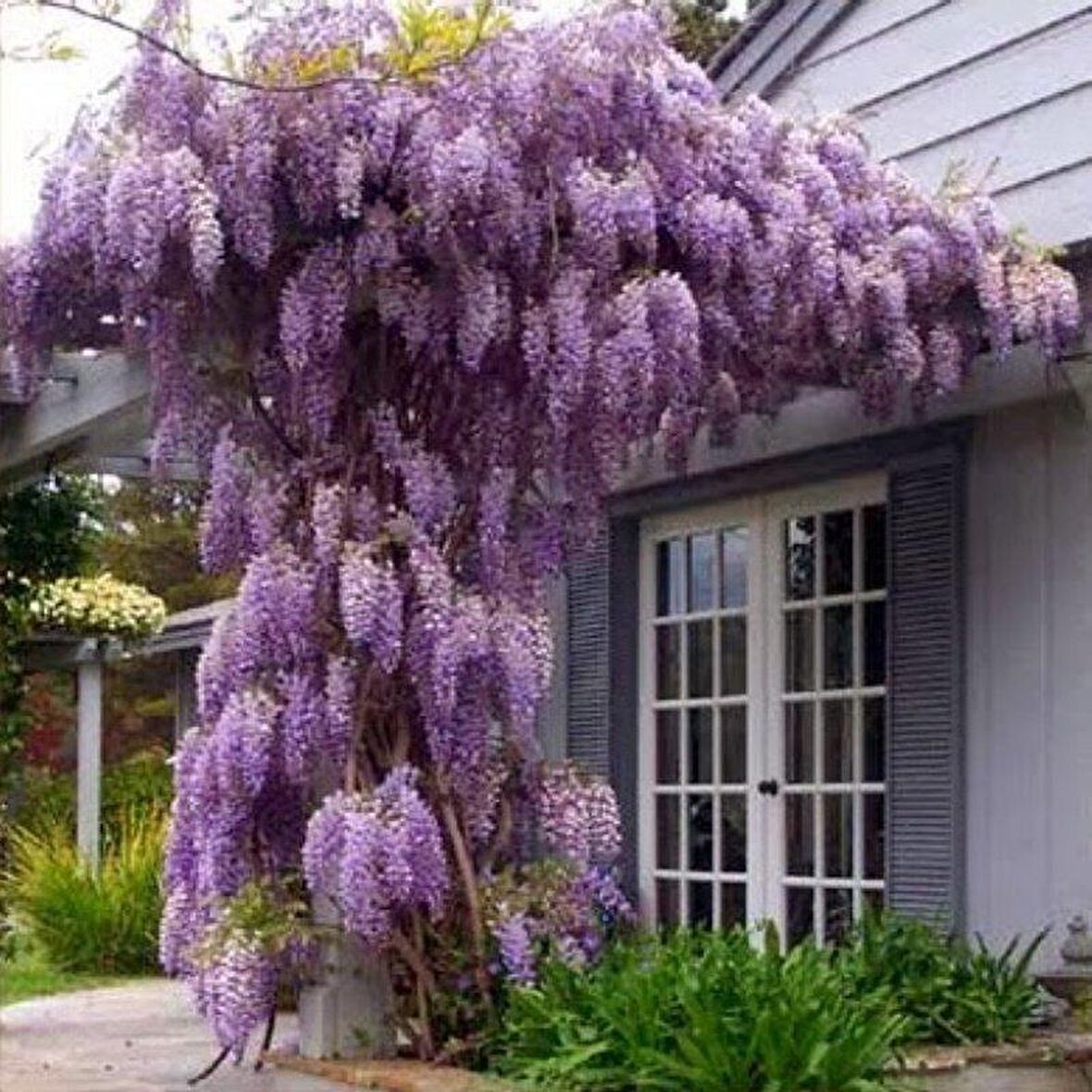 Tüplü Yoğun Kokulu Wisteria Sinensis Mor Salkım Fidanı (30-50 CM) 10 adet