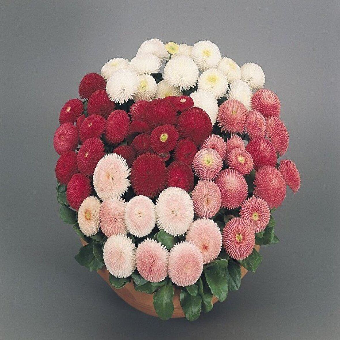 Mix Katmerli Bellis Perennis Ponpon İngiliz Çayır Papatyası Çiçeği Tohumu(100 tohum)