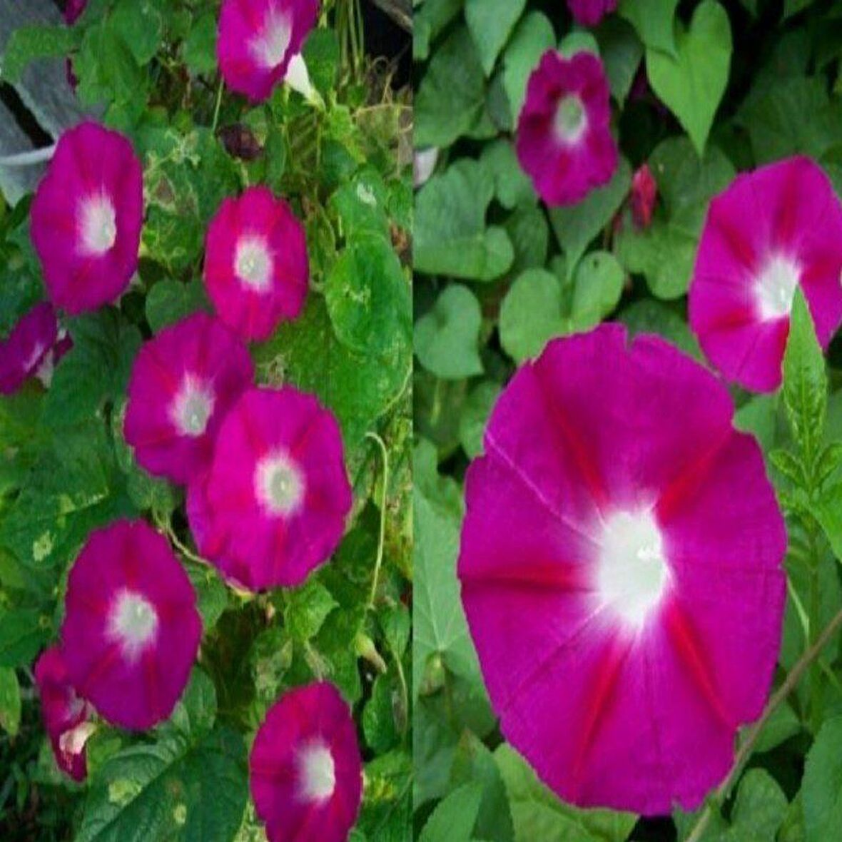 Crimson Rambler Gündüz Sefası Çiçeği Tohumu(10 tohum)