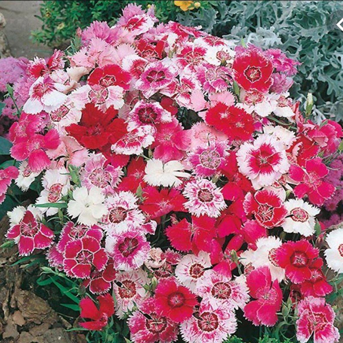 Dianthus Heddewigii Baby Doll Karanfil Çiçeği Tohumu(100 adet)