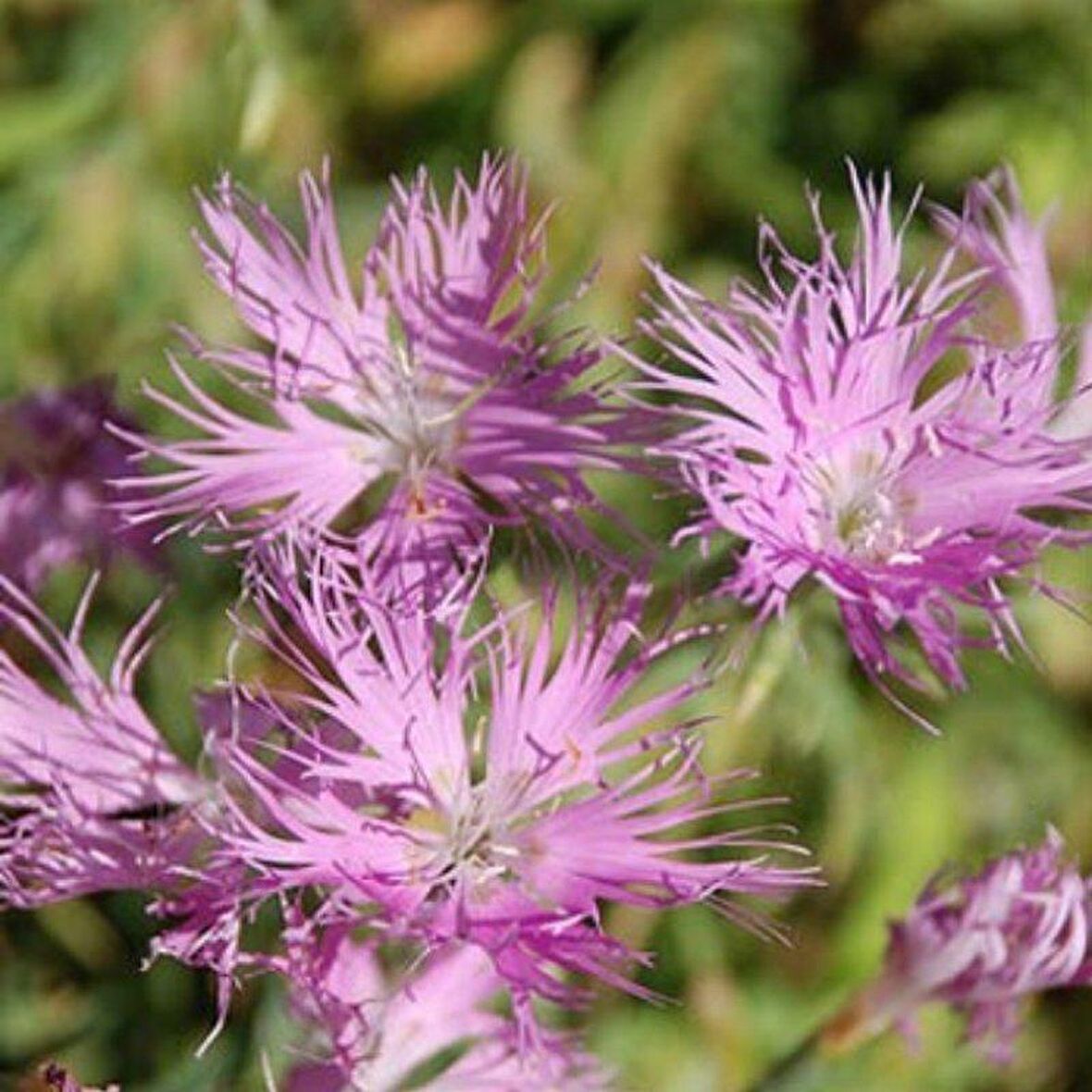 Dianthus Superbus Rose Bol Kokulu Karanfil Çiçeği Tohumu(100 adet)