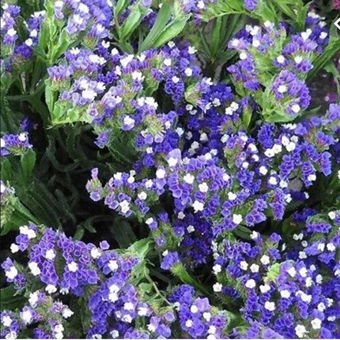 Limonium Sinuatum Blue River Deniz Lavantası Tohumu (30 tohum)
