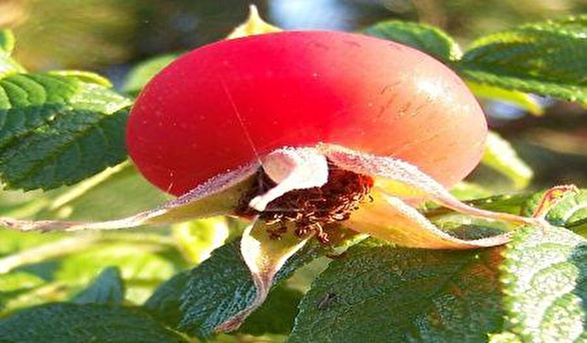 Hollanda Tipi Rosa Rugoso Kuşburnu Tohumu(20 tohum)