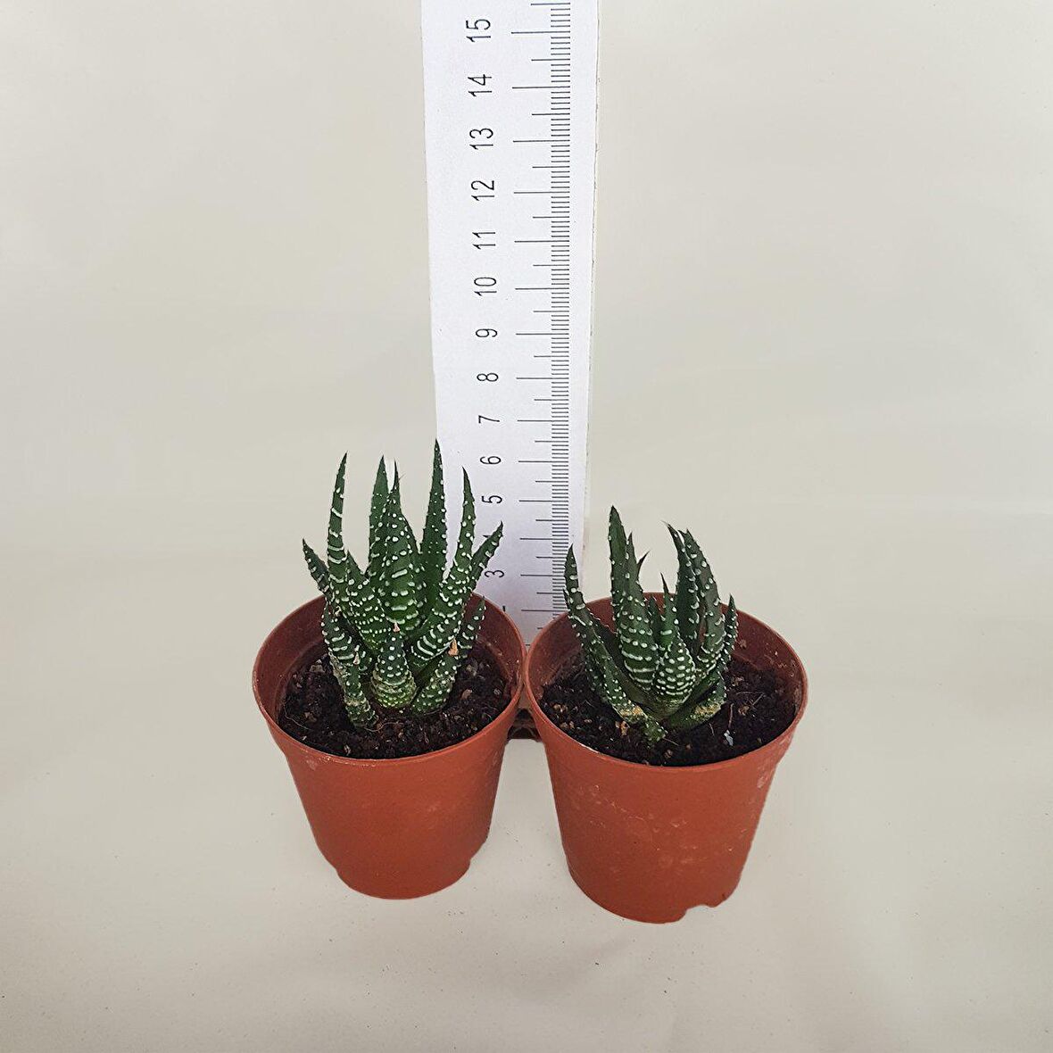 Özel Çeşit Haworthia Reinwardtii Zebra Wart Sukulent (5.5 Luk Saksıda)