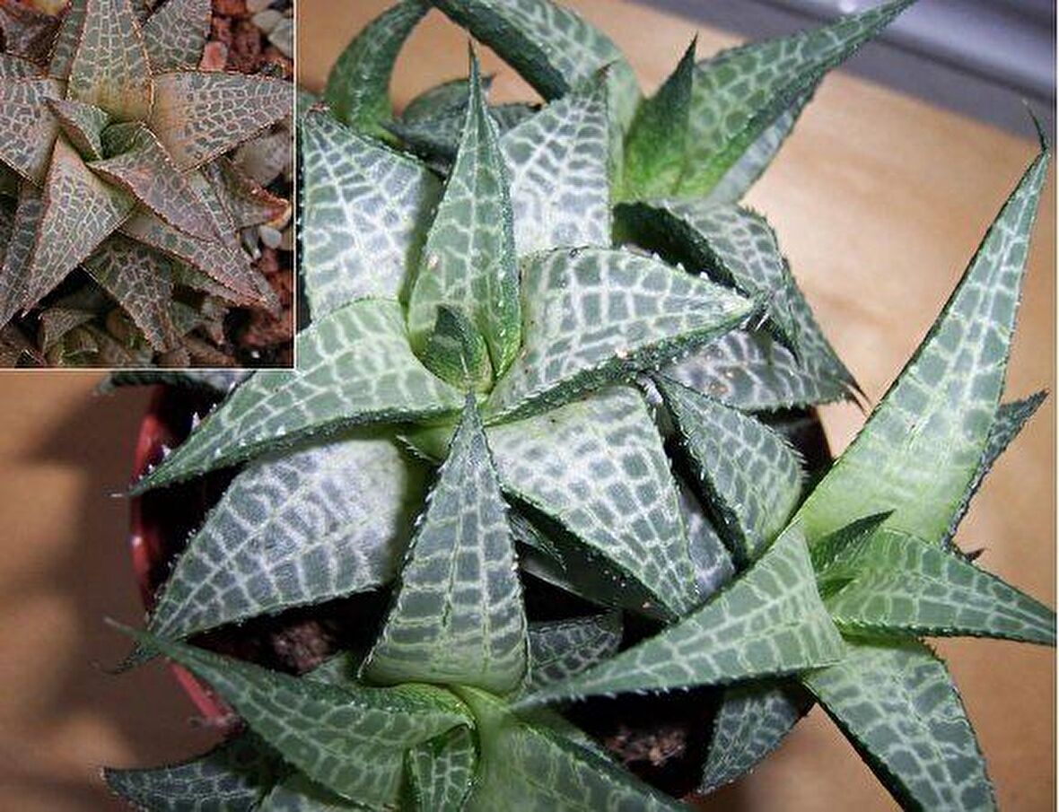 Haworthia Venosa Tessellata Sukulent(5.5 Luk Saksıda)