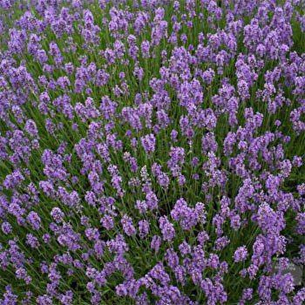 Lavandula Angustifolia Lavanta  Çiçeği Tohumu(10 gram)