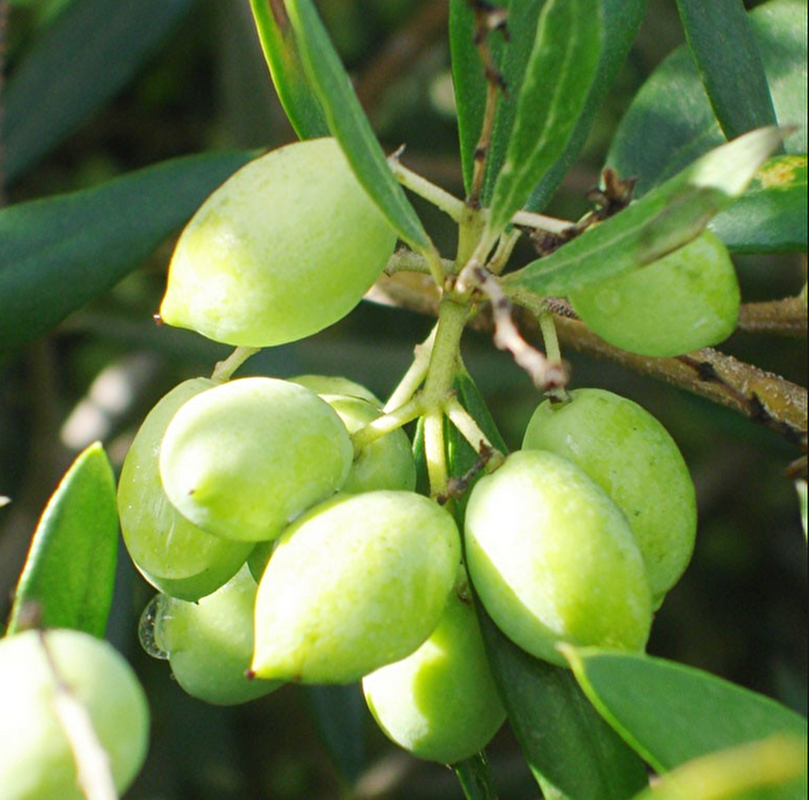 Koroneiki Bodur Zeytin Fidanı (Meyve Verme Durumunda)