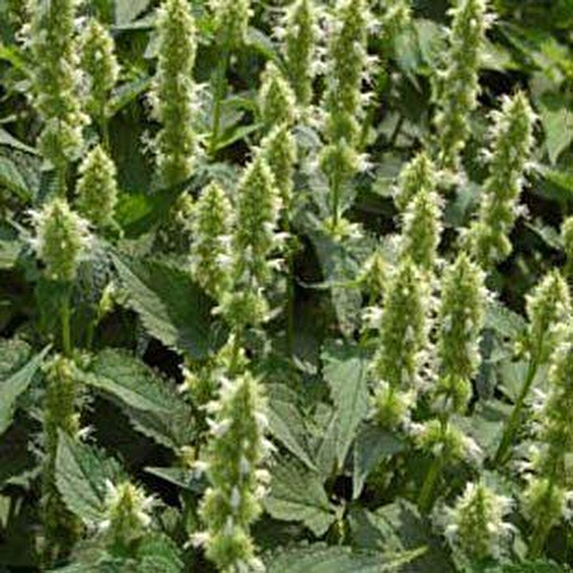 Dev  Meksida Beyazı Hyssop Çiçeği Tohumu(50 tohum)
