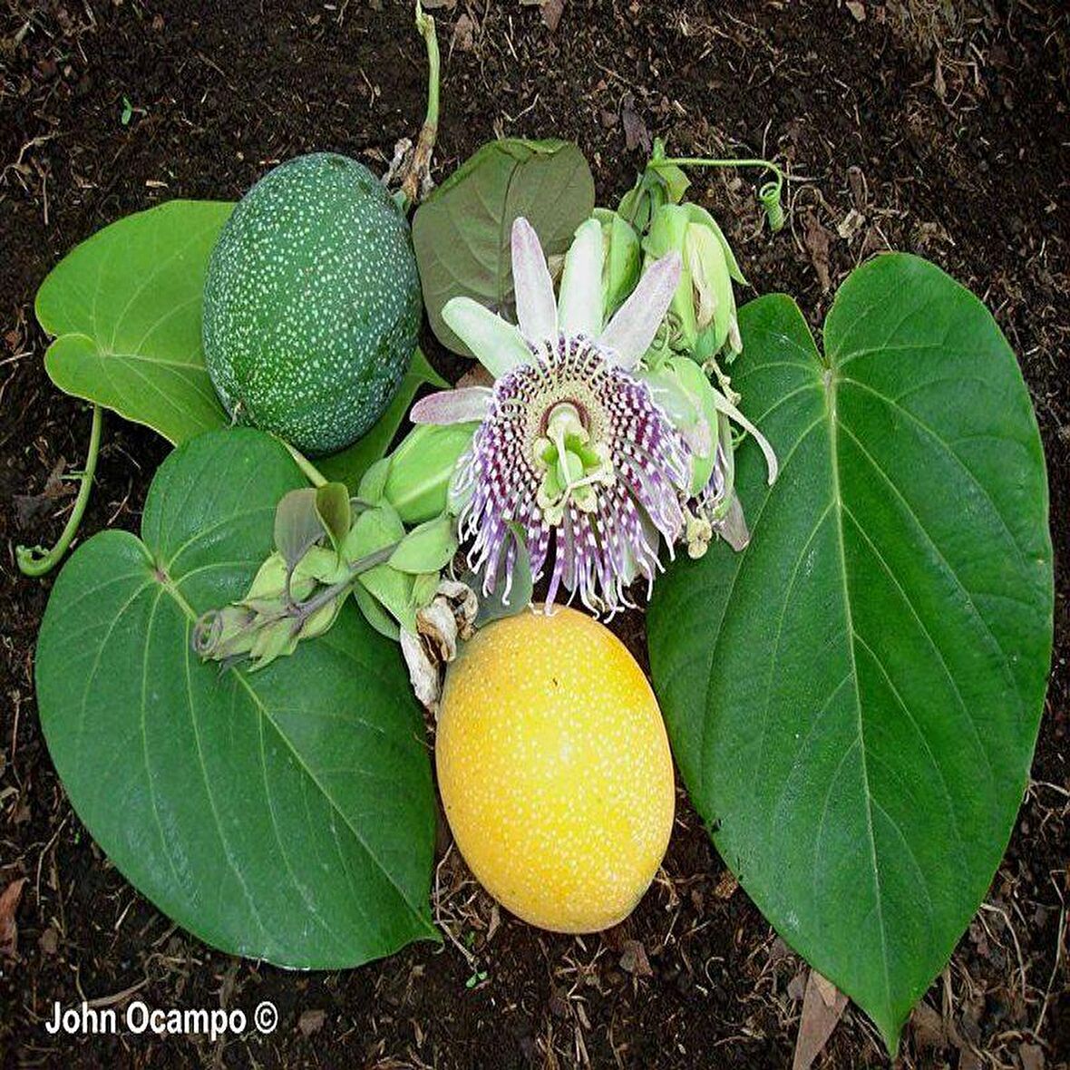 Tüplü Dona Dayanıklı Passiflora Ligularis (Sweet Granidalla) Fidanı