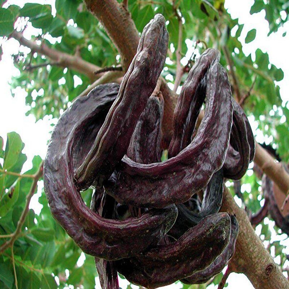 Tüplü Keçi Boynuzu(Harnup) Fidanı