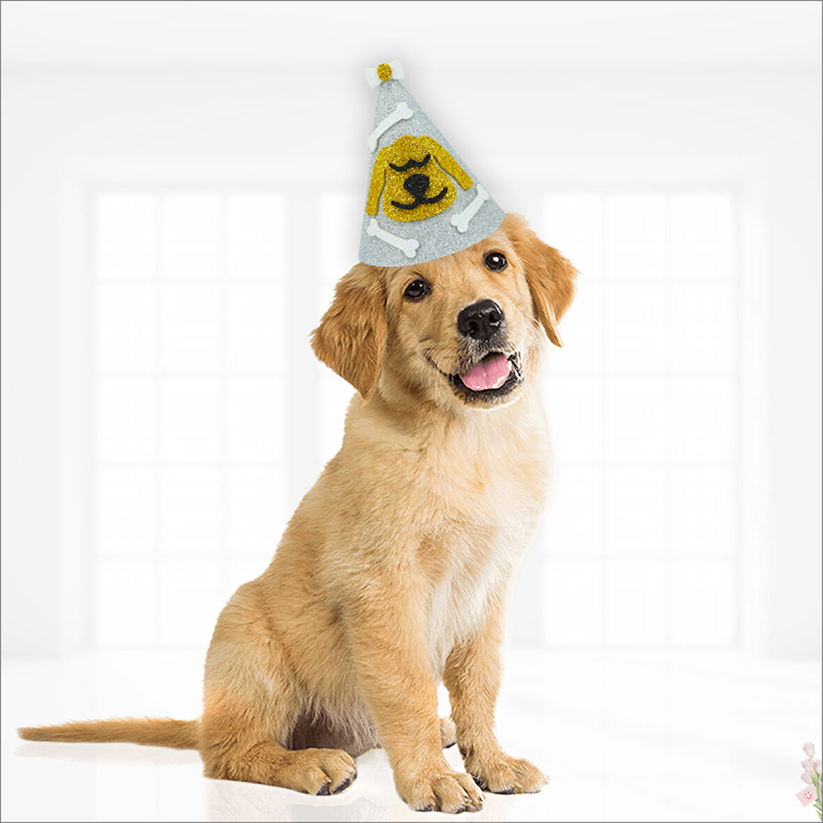 Köpek Doğum Günü Şapkası