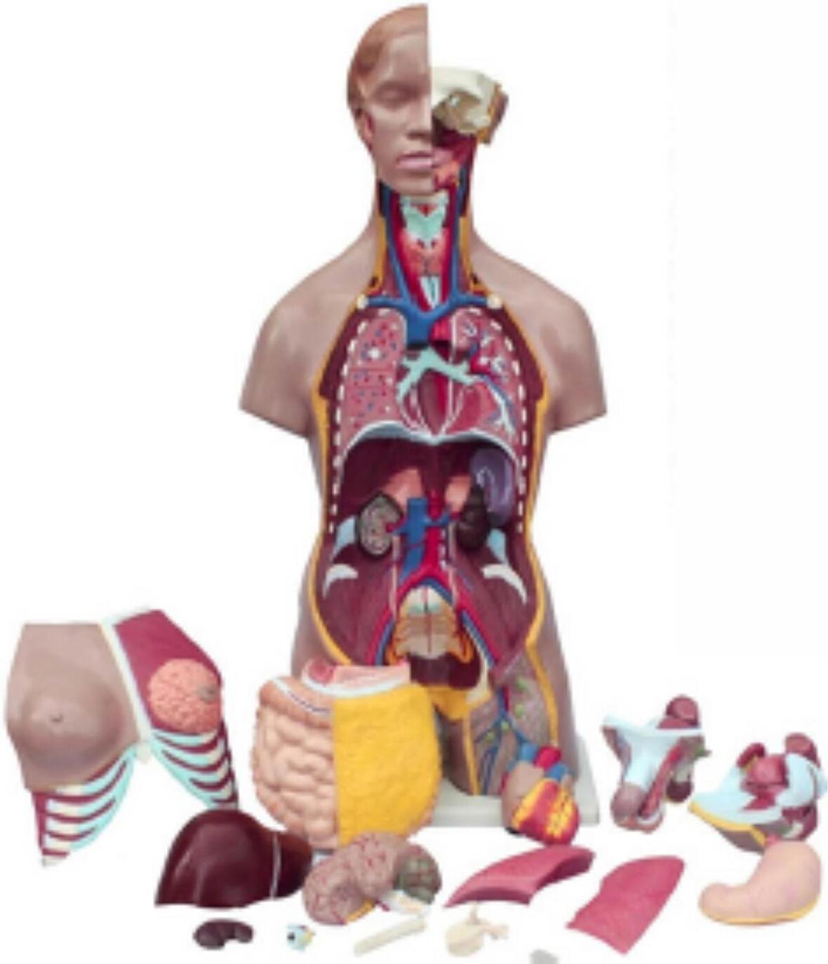 İnsan Vücudu Torso 52 Parça, 85cm