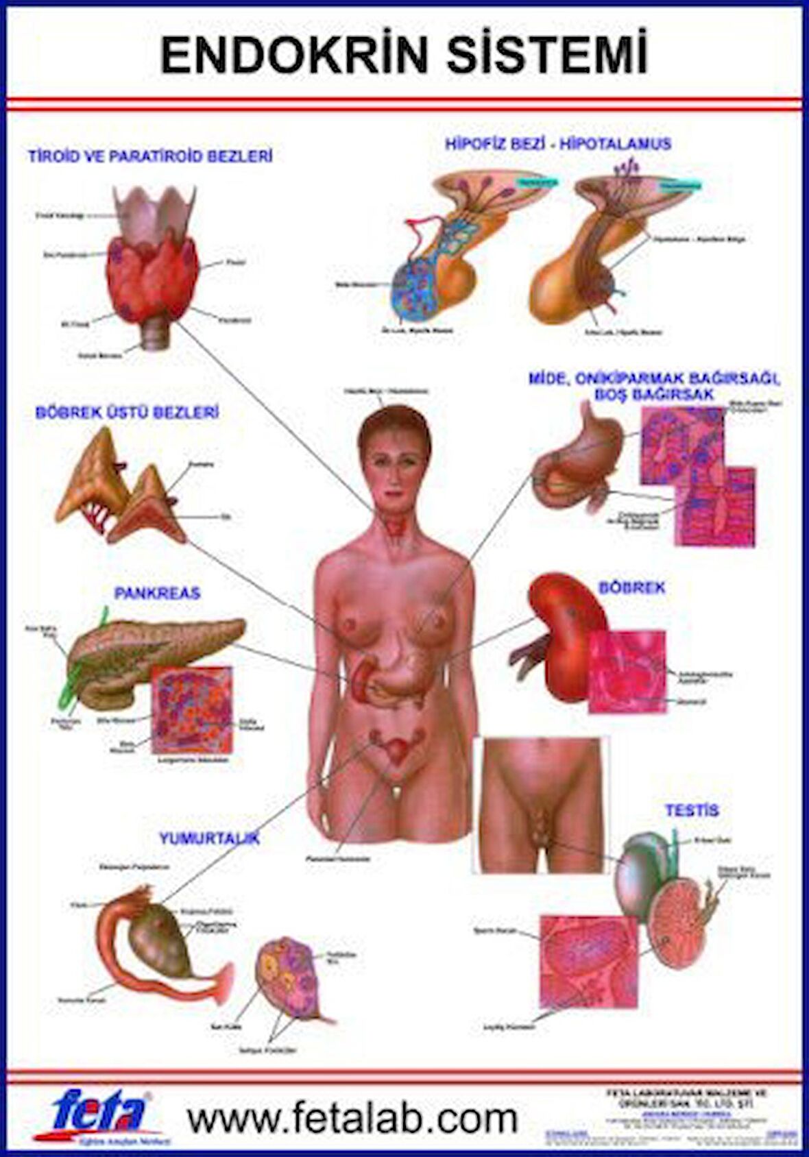 Endokrin Sistem Eğitim Plakası