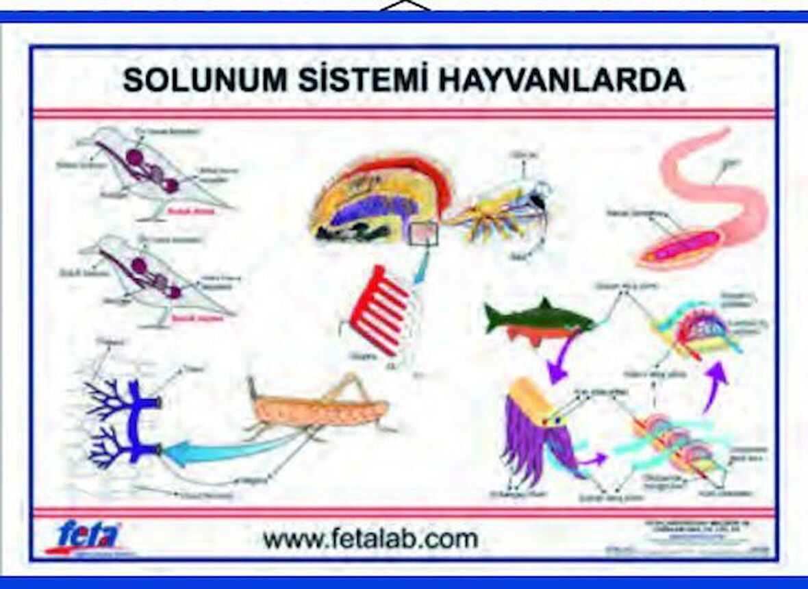 SOLUNUM SİSTEMİ LEVHASI (HAYVANLARDA)