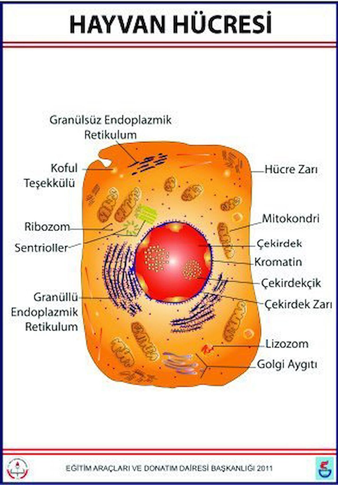 HAYVAN HÜCRESİ LEVHASI (70X100 CM)