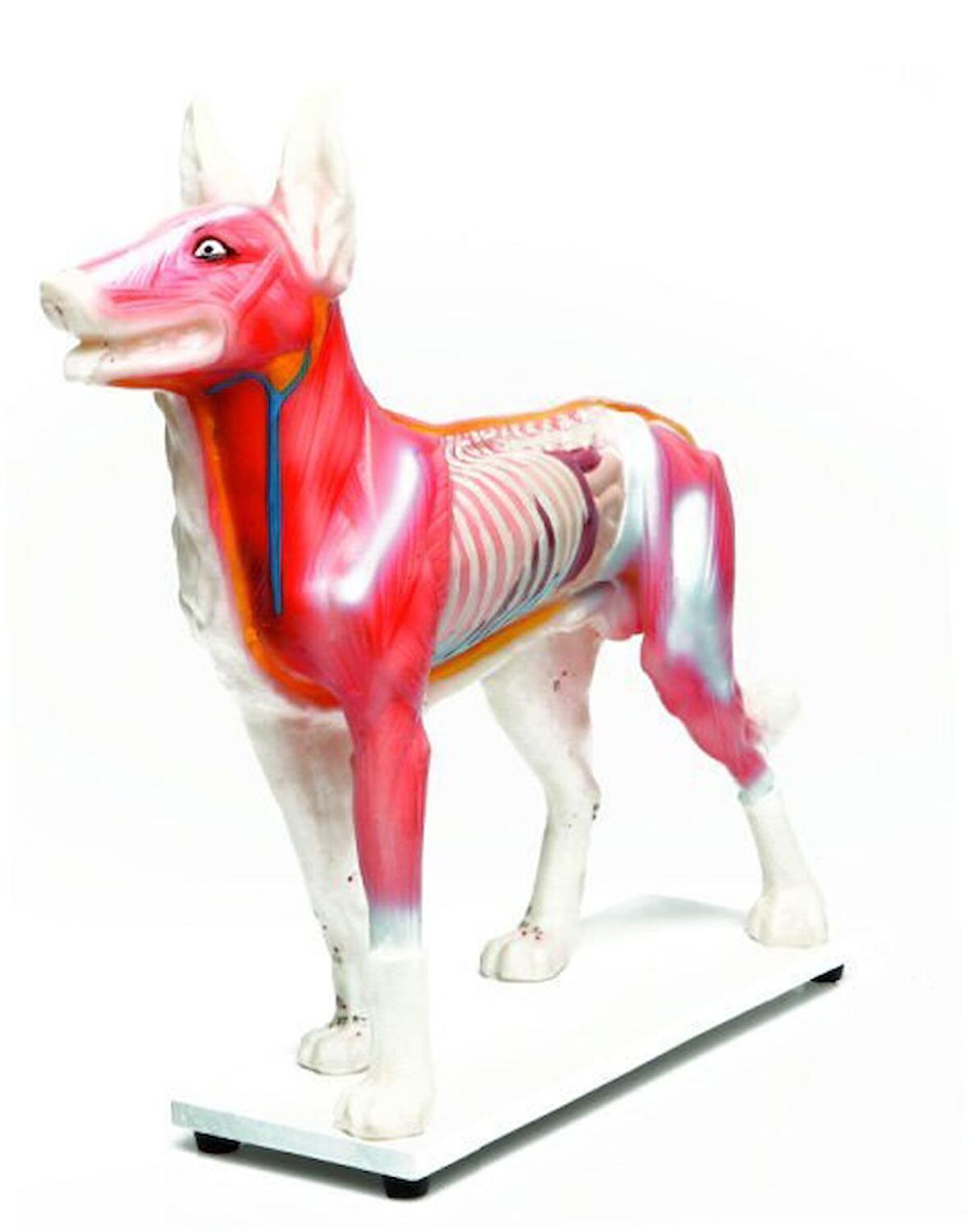 KÖPEK MODELİ EDULAB